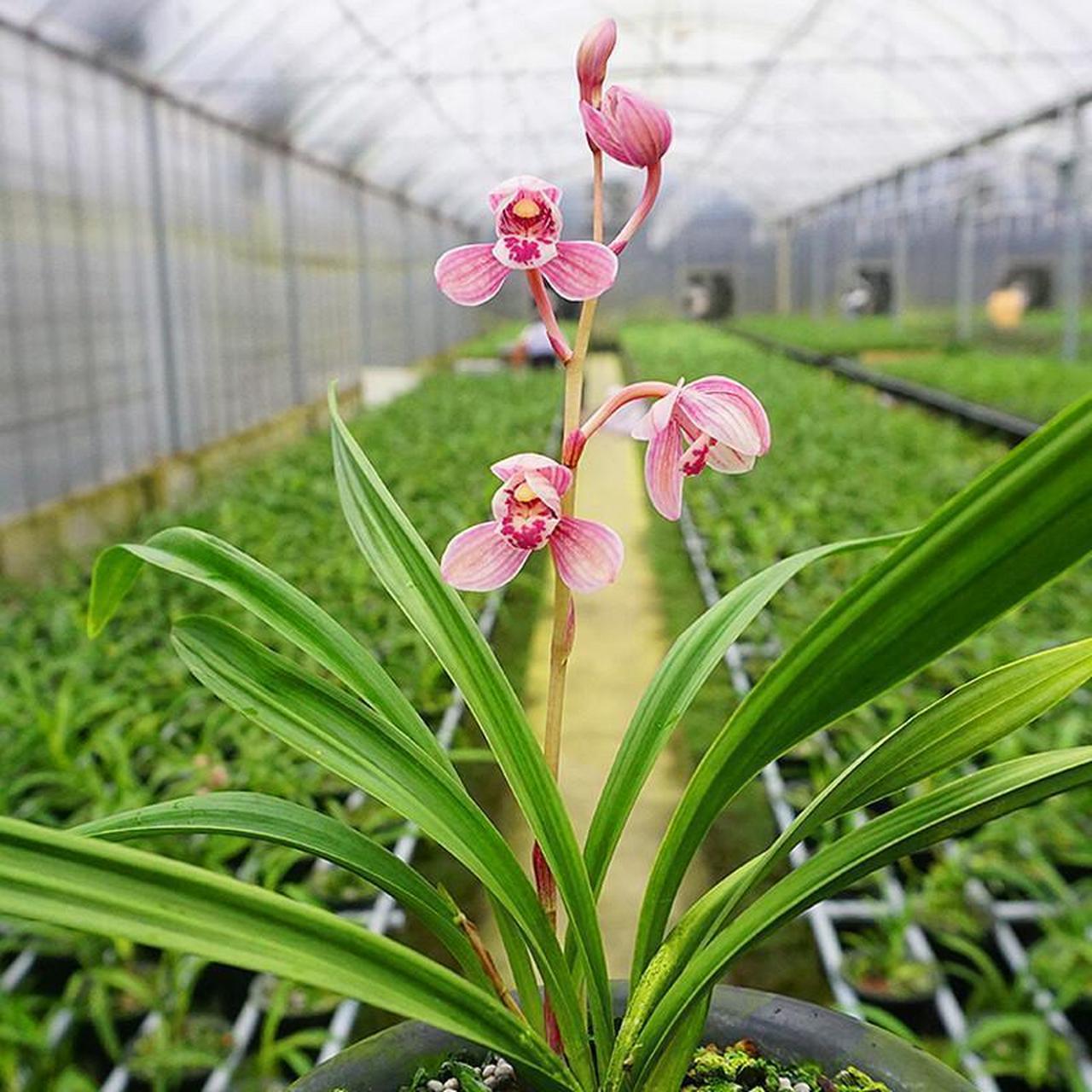 东方红荷兰花,花色娇艳,花型娇小高贵.