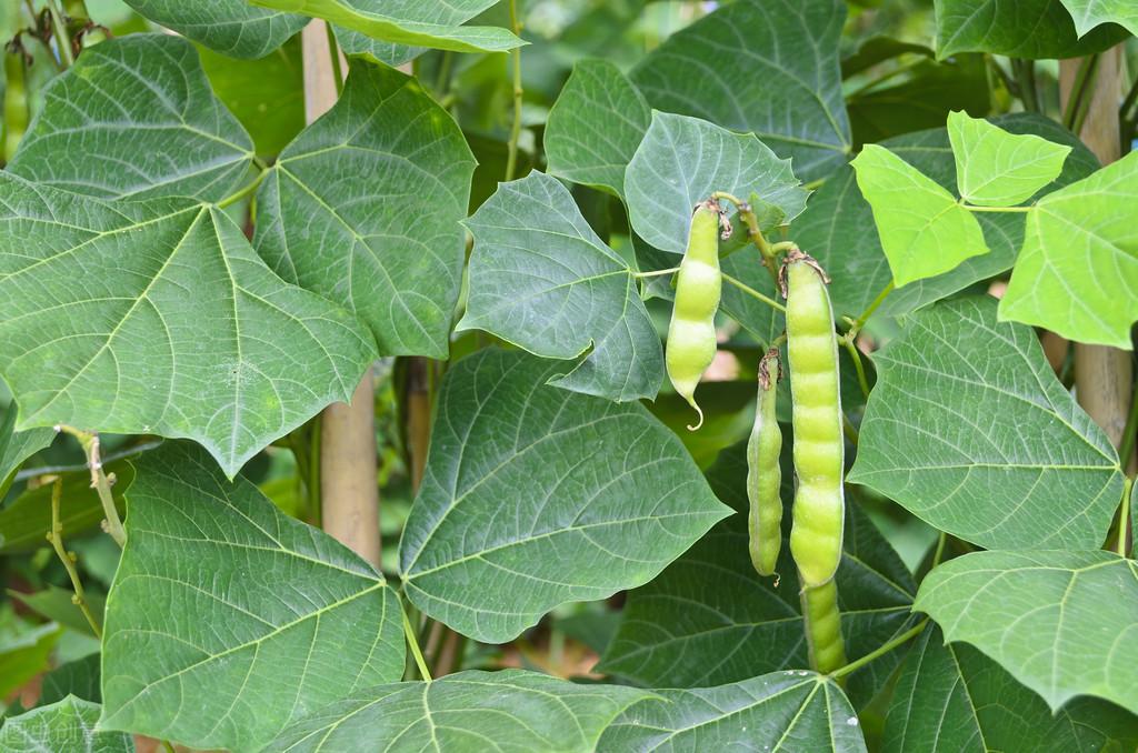 优质豆薯的栽培技术,学会科学种植方法,才能更有效提高产量