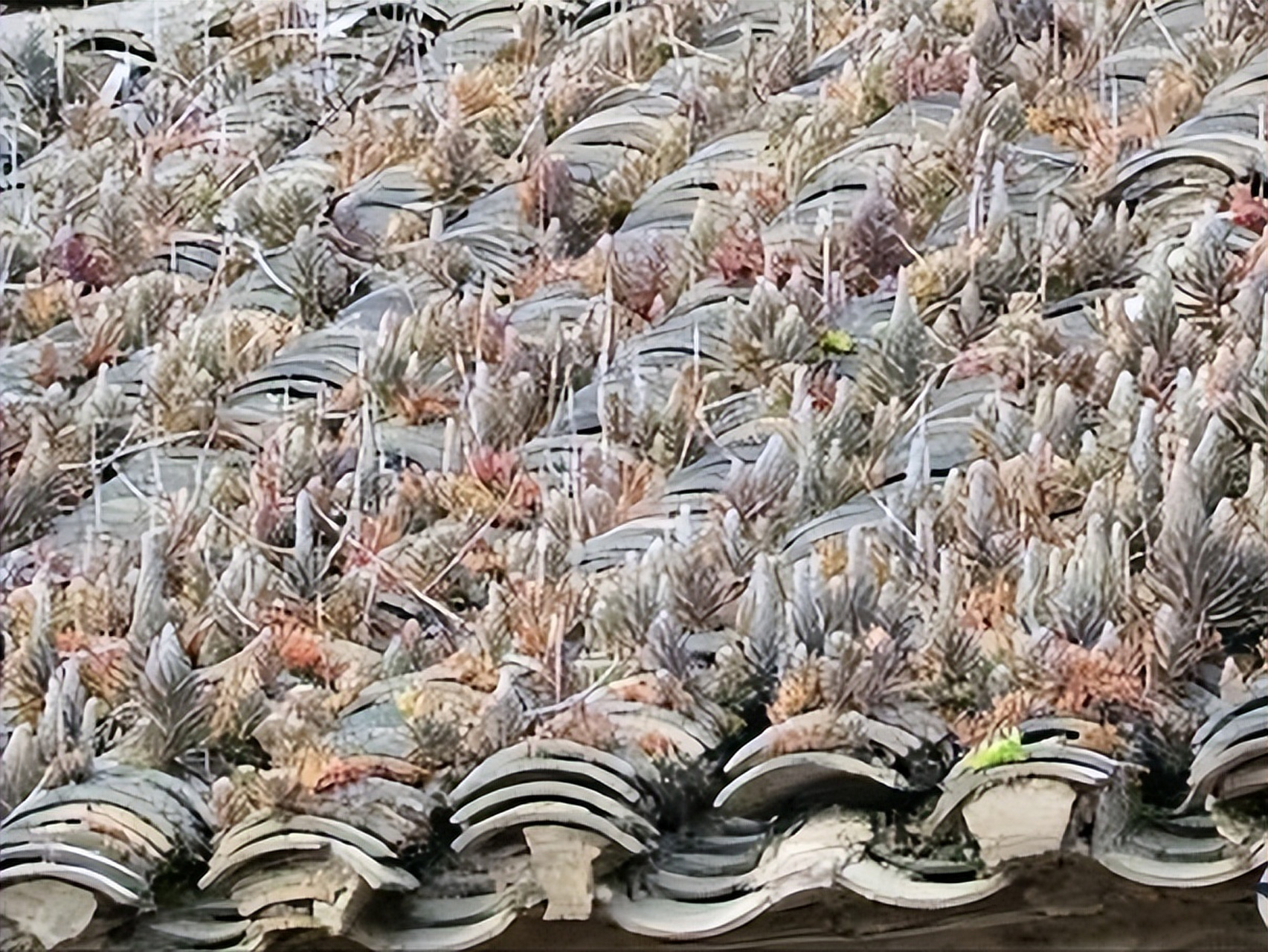 瓦松,乡土气息浓厚的多肉植物,顽强生长在瓦缝间,一年生长期后绽放