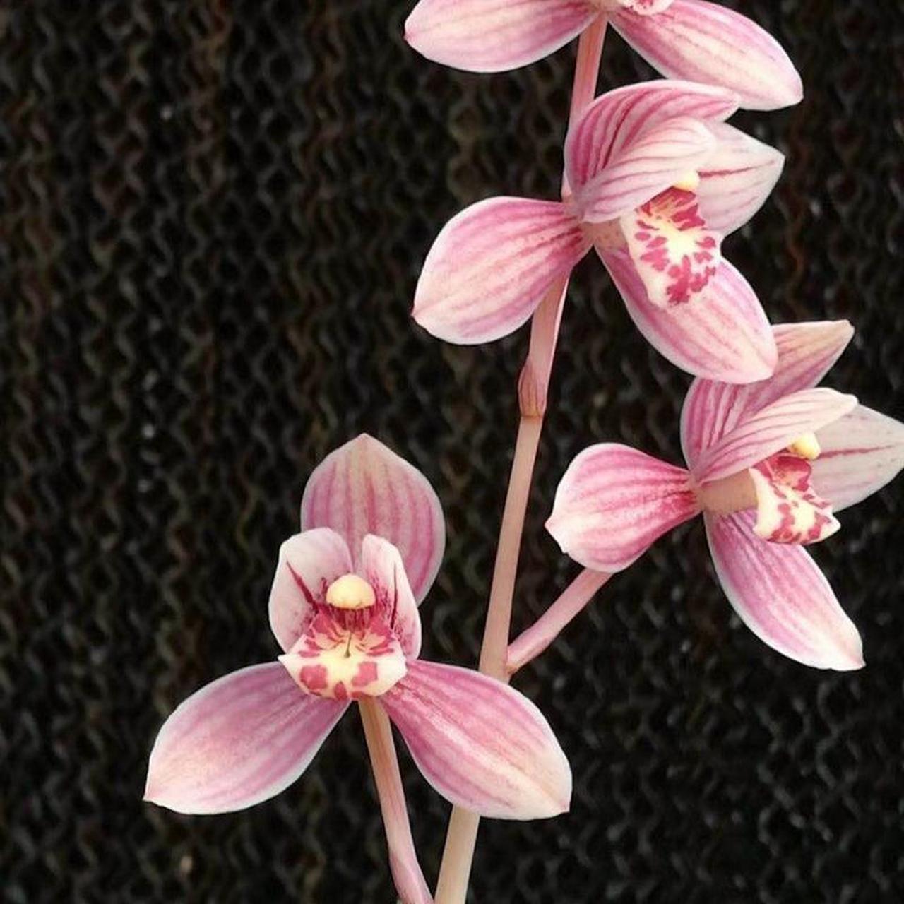 东方红荷兰花,花色娇艳,花型娇小高贵.