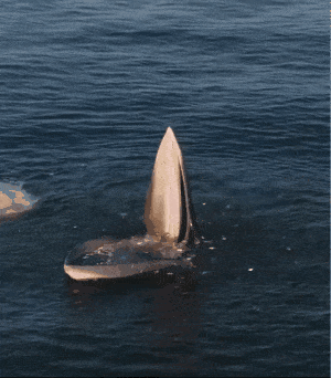 24张稀奇古怪的罕见照,每一张都让你大开眼界!尤其幽灵苹果照