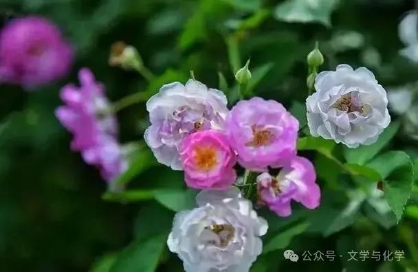 中考高分突破-气体制备及性质-模拟练习