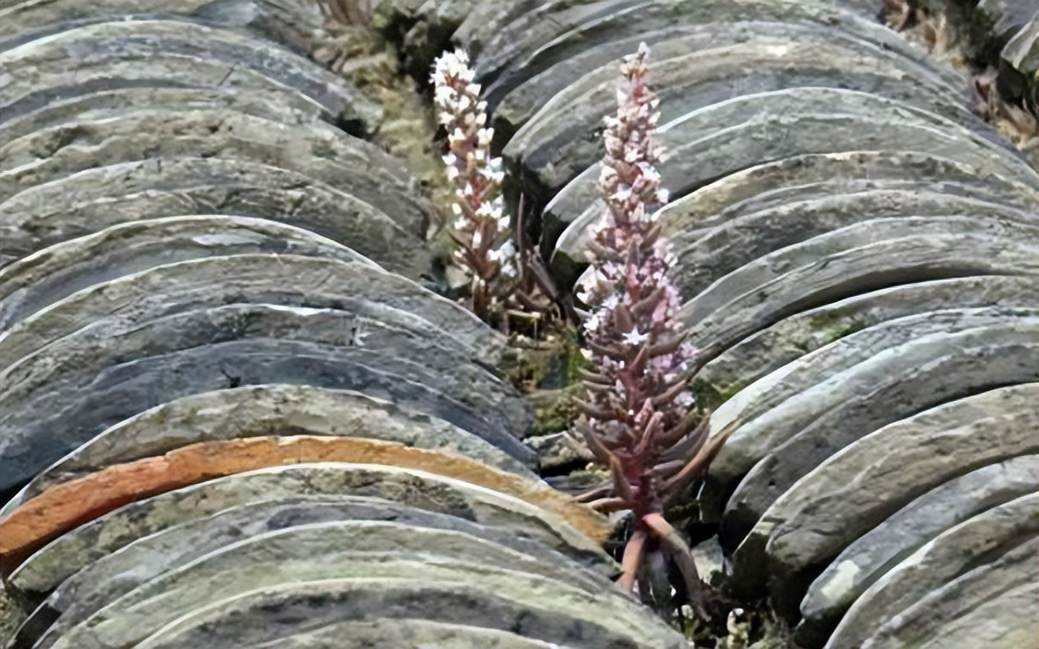 瓦松,乡土气息浓厚的多肉植物,顽强生长在瓦缝间,一年生长期后绽放