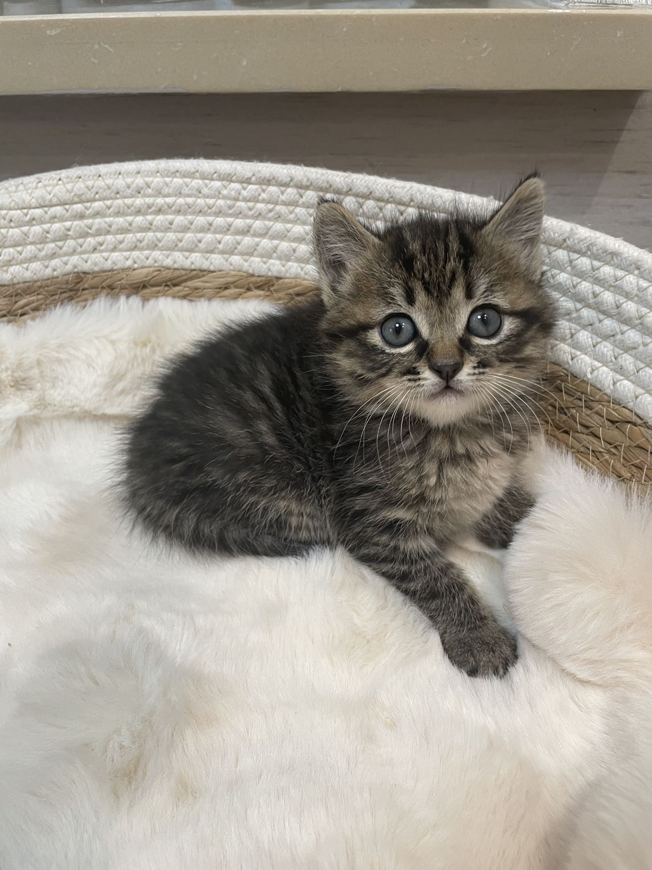 公园里发现一只小奶猫约40几天小狸花妹妹,活泼可爱,奶声奶气,能吃能