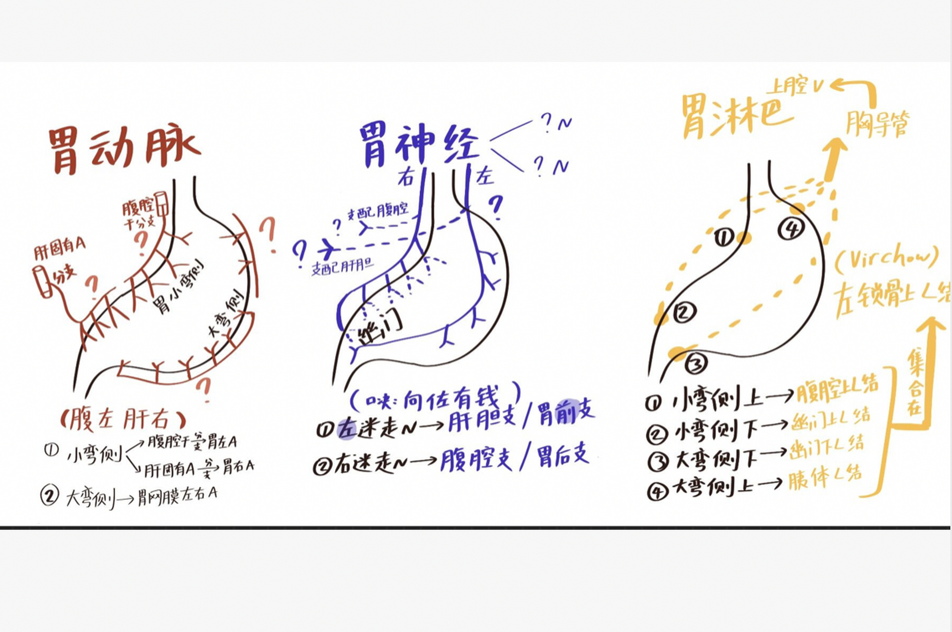 解剖学|胃动脉,神经,淋巴分布区别 个人感觉自学备考医学类考试的压力