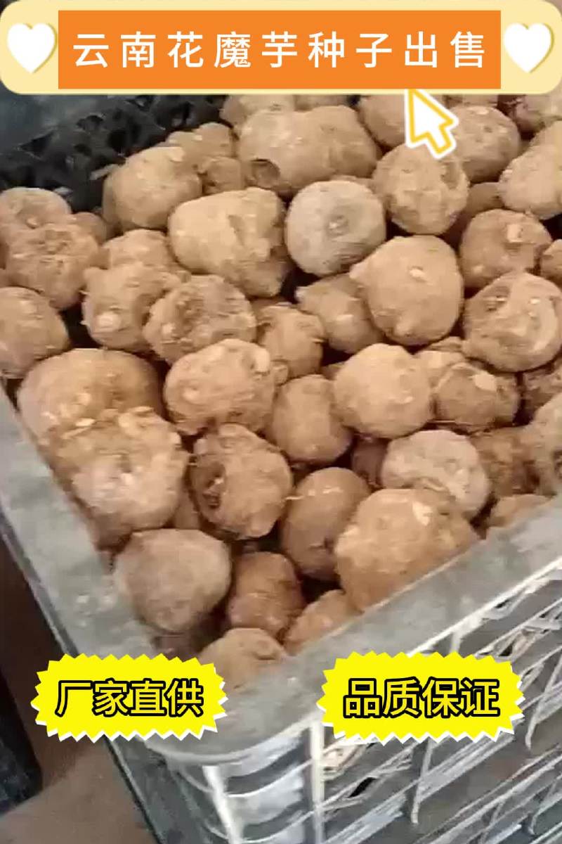 云南独有的花魔芋种子出售