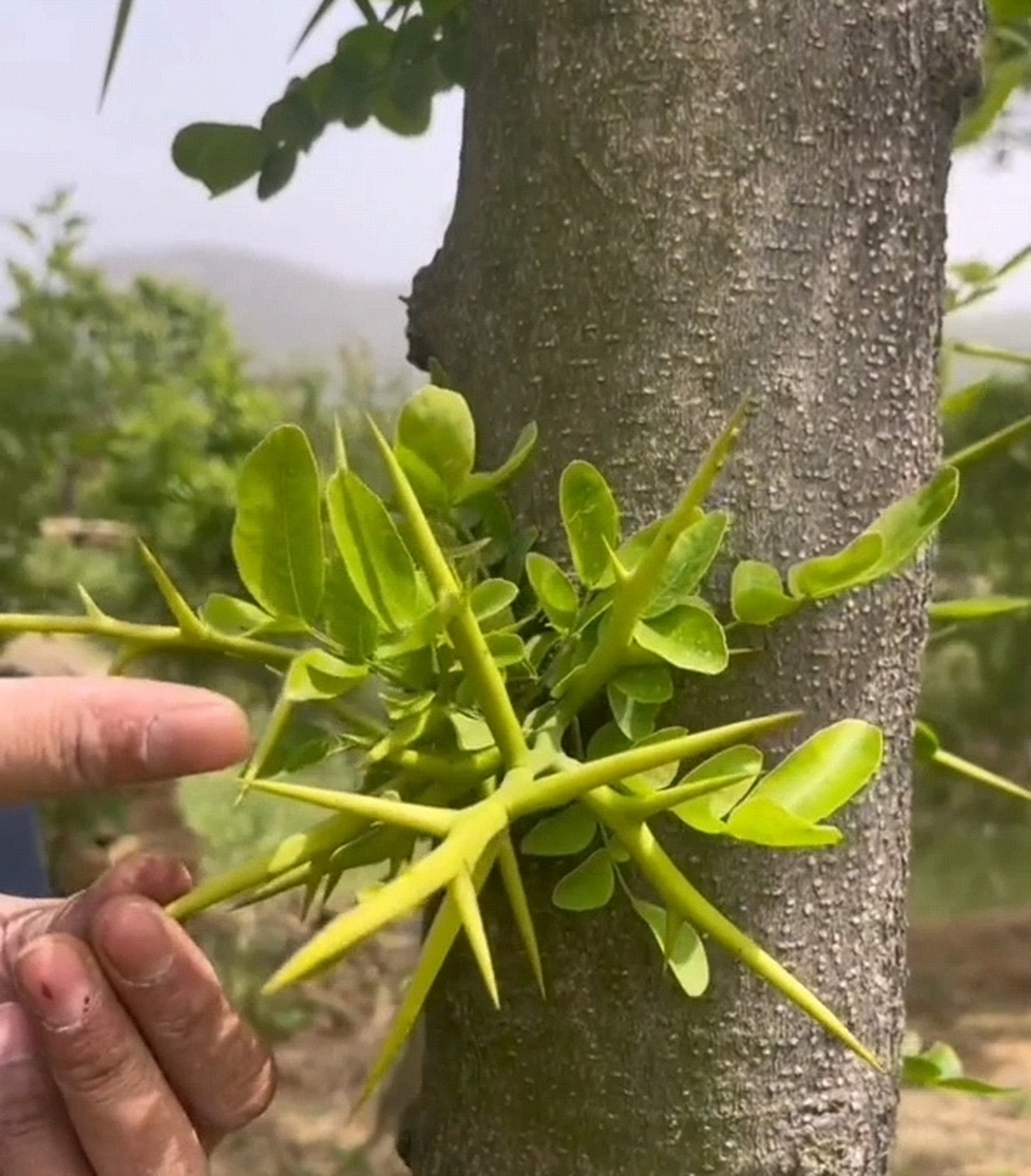 皂角树上长的这个刺据说有毒,我们这边给它叫"马定锥",其他地方有没有
