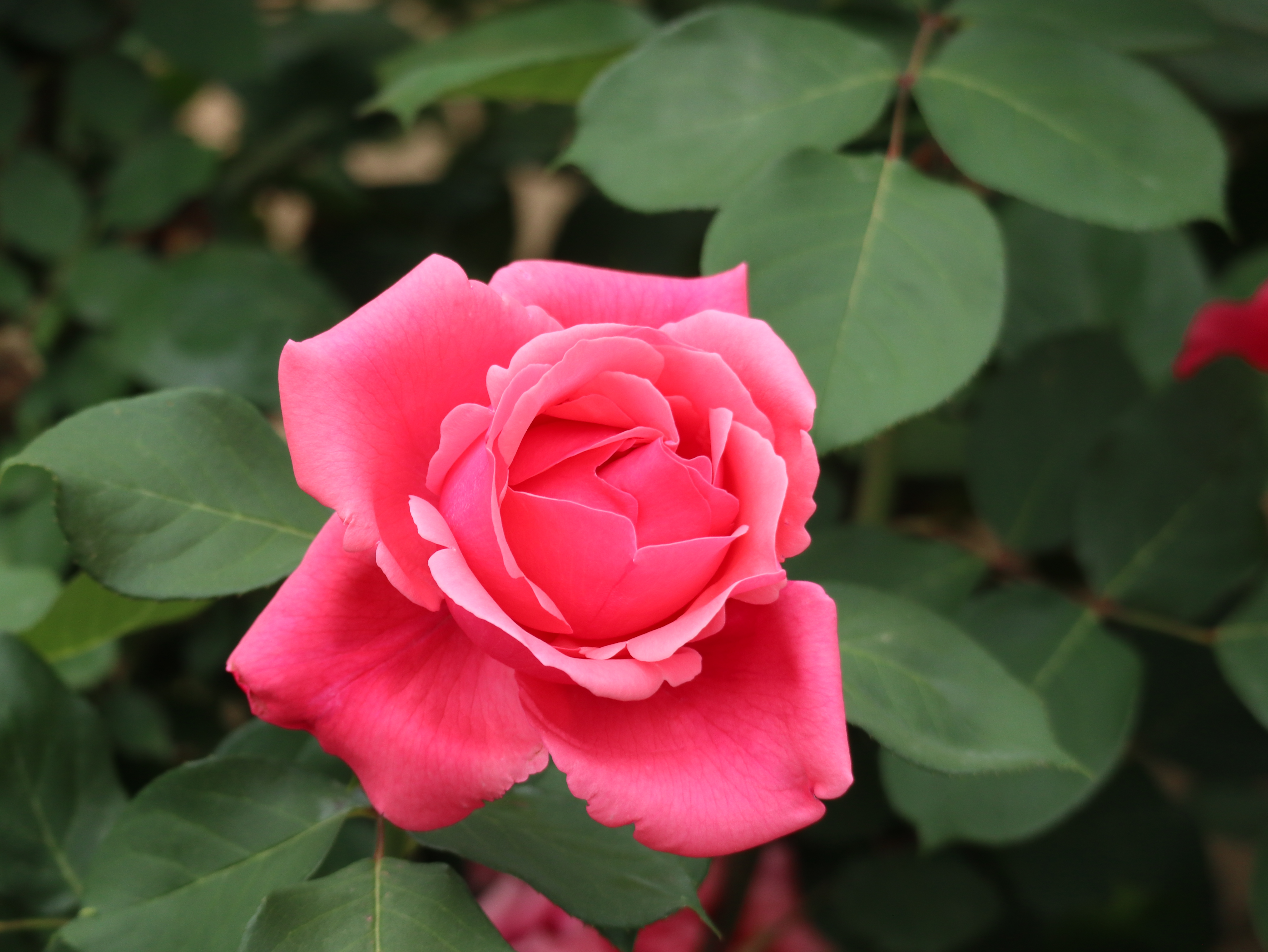 花卉图片欣赏:月季(2)