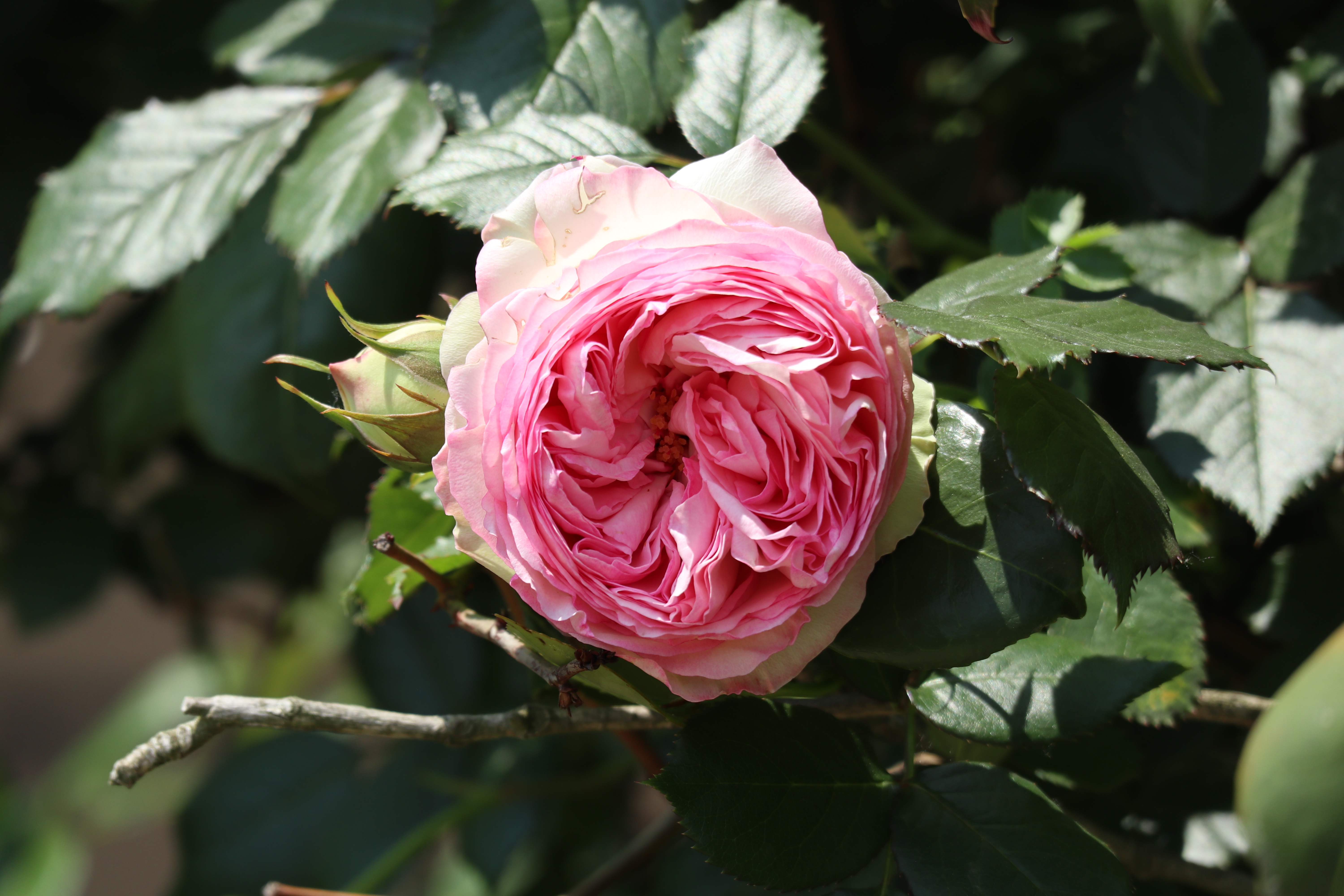 意大利,西班牙,卢森堡,罗马尼亚,伊拉克,叙利亚,摩洛哥等国家的国花