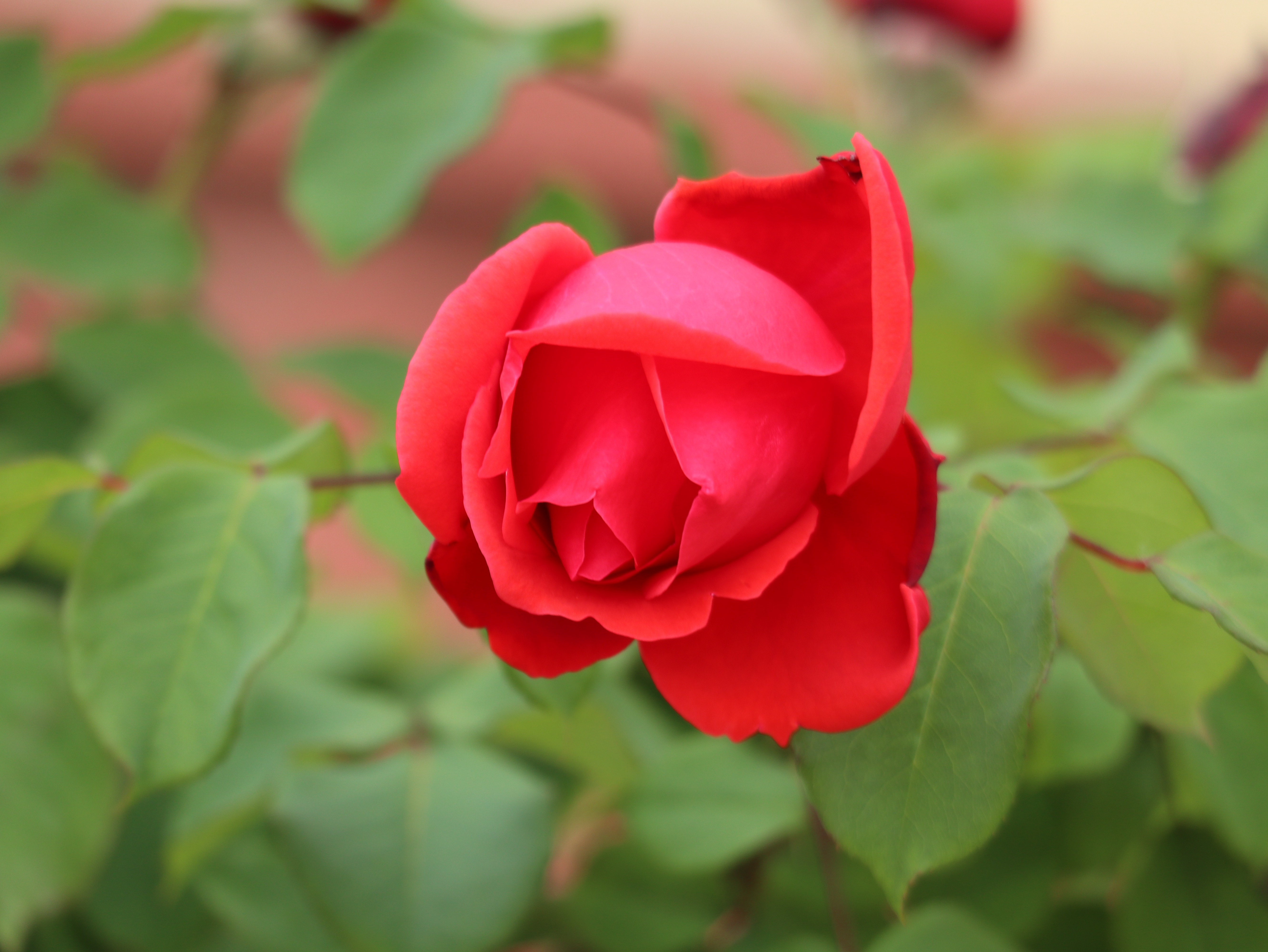 花卉图片欣赏:月季(2)