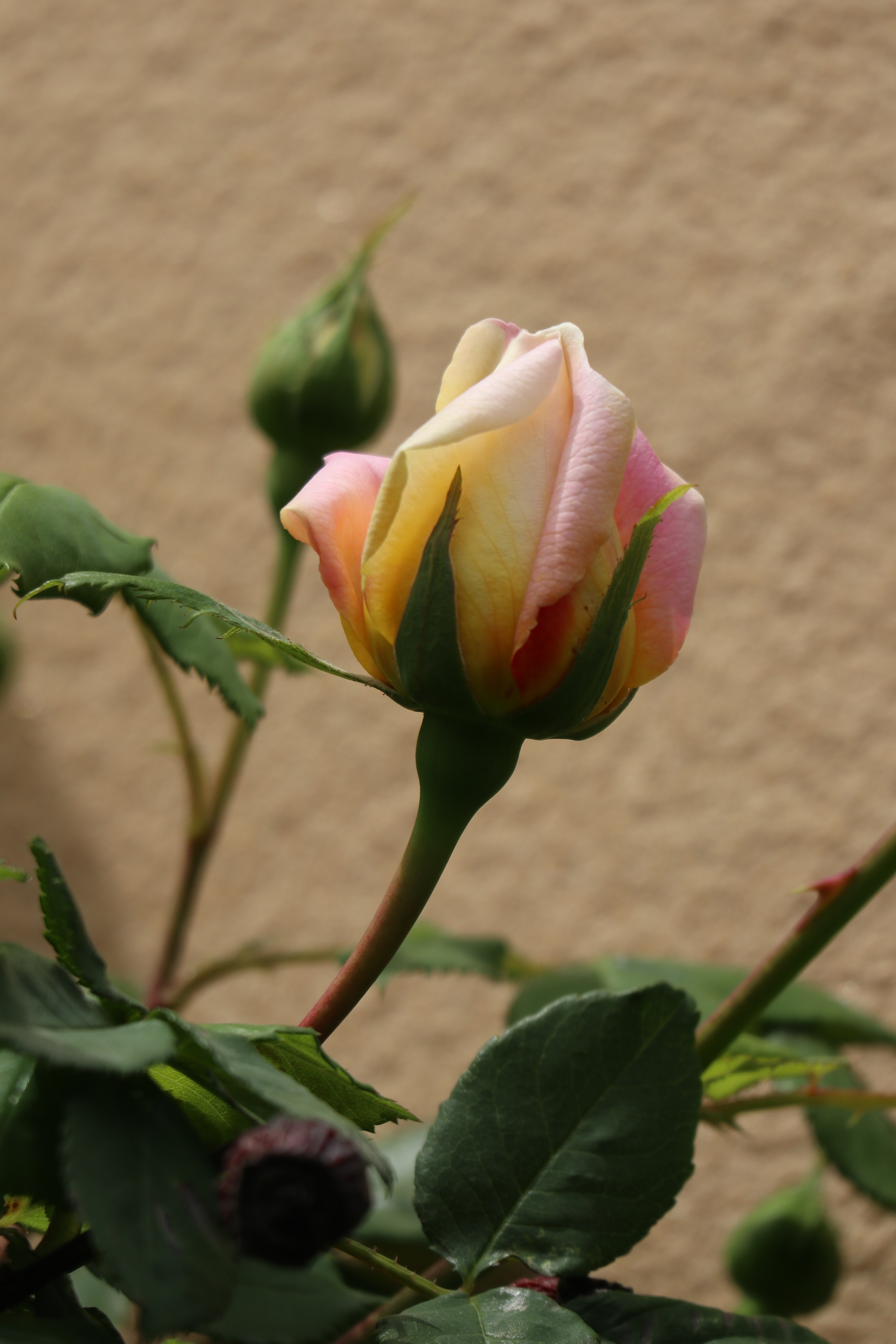 花卉图片欣赏:月季(2)