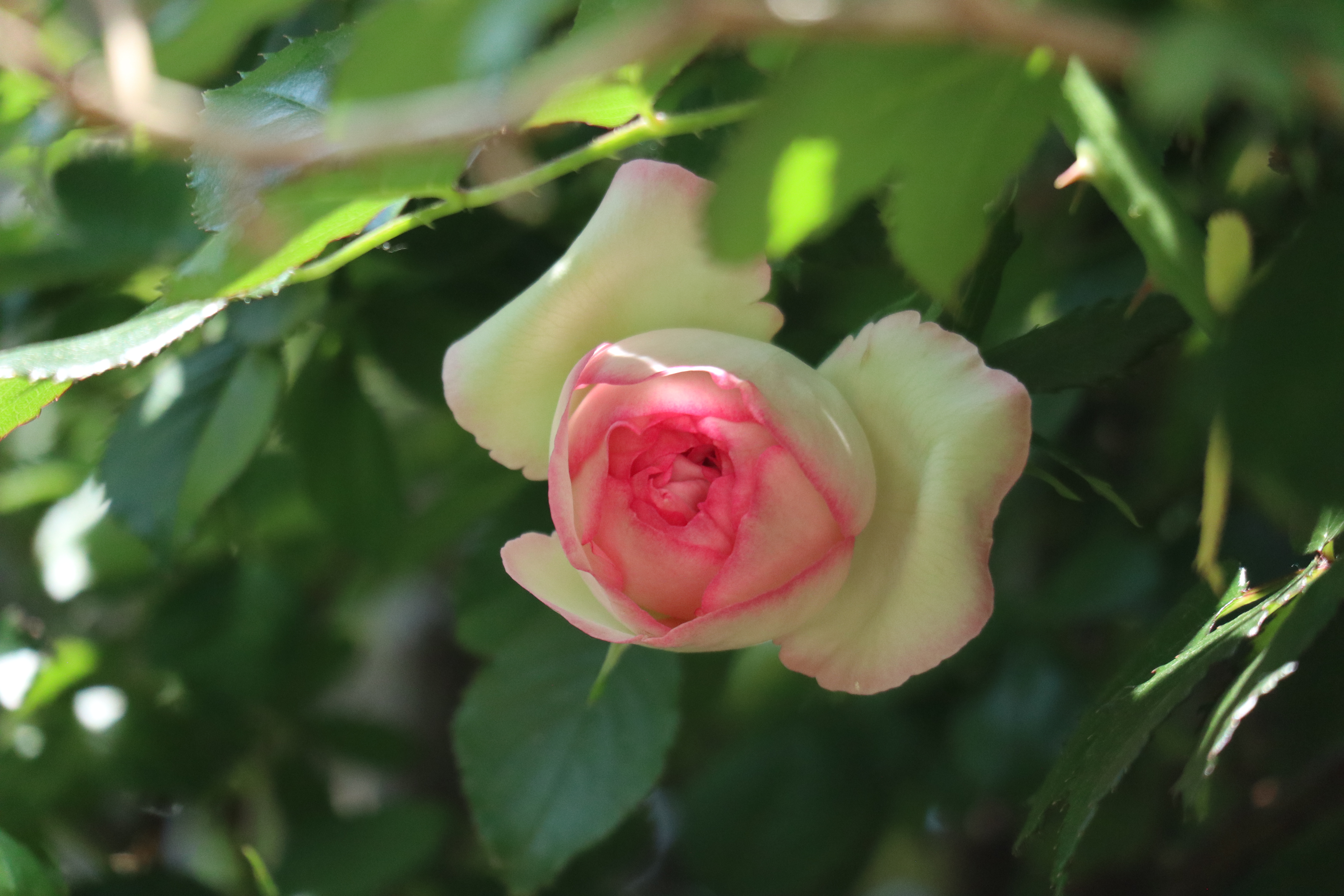 意大利,西班牙,卢森堡,罗马尼亚,伊拉克,叙利亚,摩洛哥等国家的国花