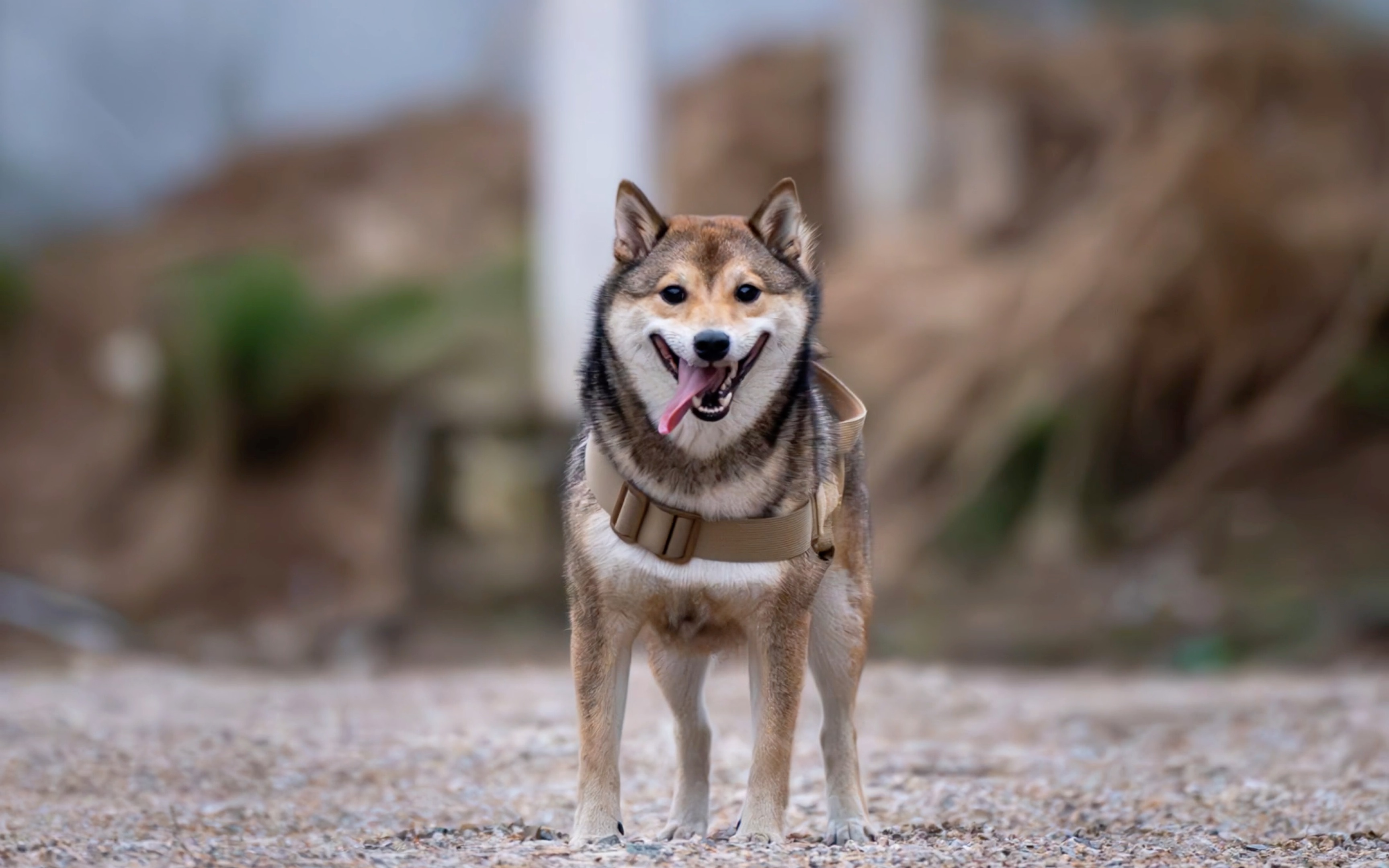 柴犬壁纸高清横屏图片