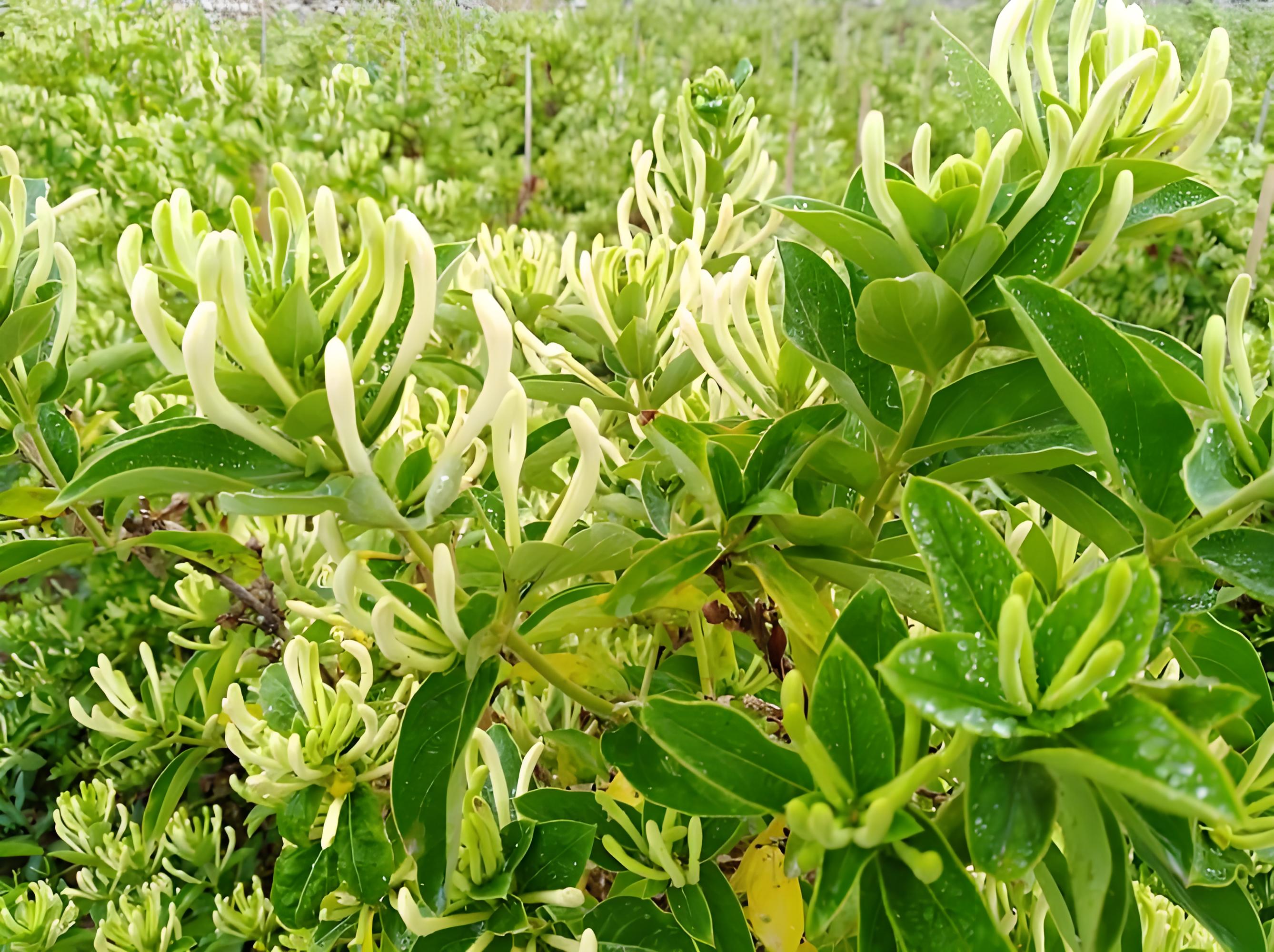 金银花长什么样