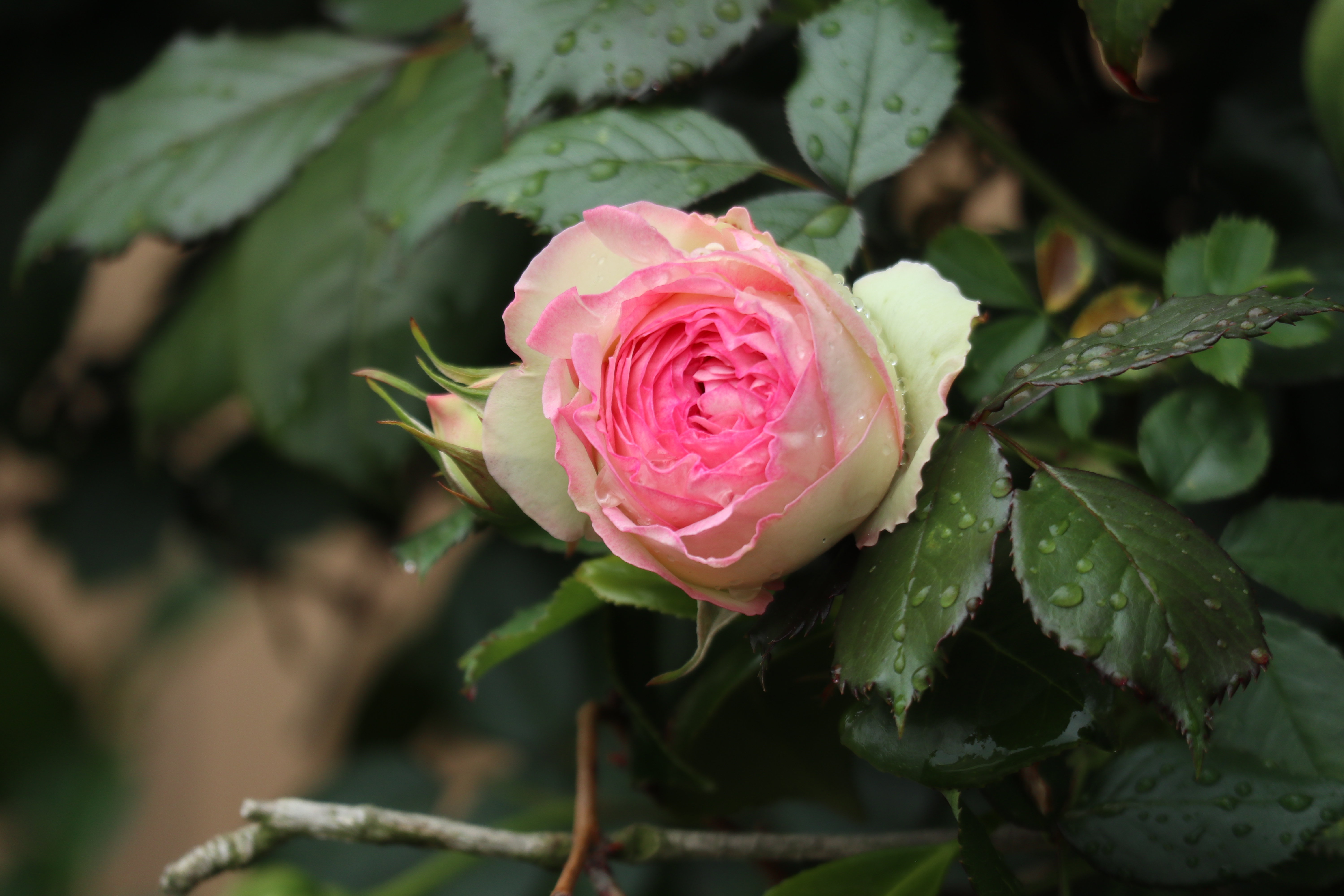 意大利,西班牙,卢森堡,罗马尼亚,伊拉克,叙利亚,摩洛哥等国家的国花