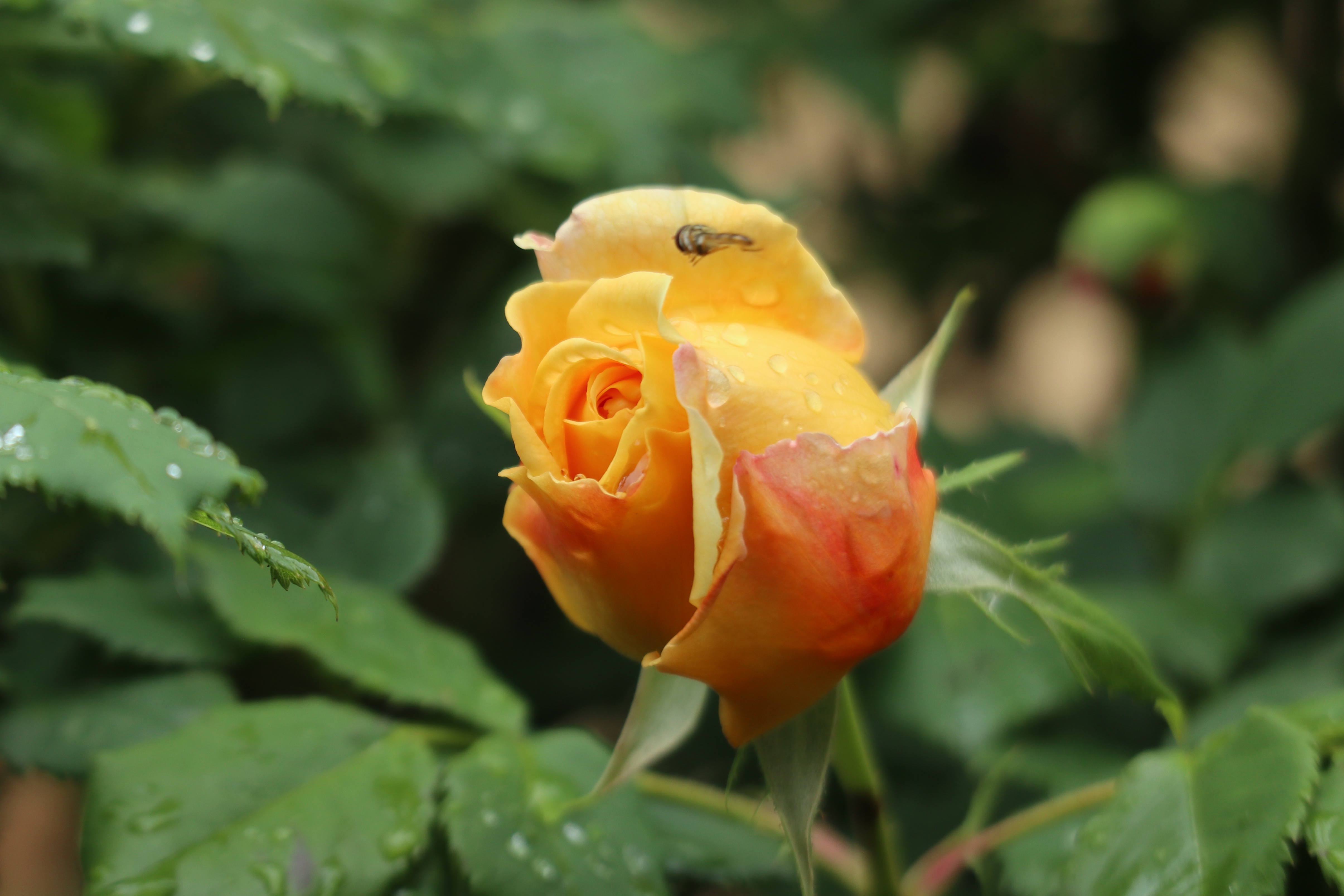 花卉图片欣赏:月季(2)