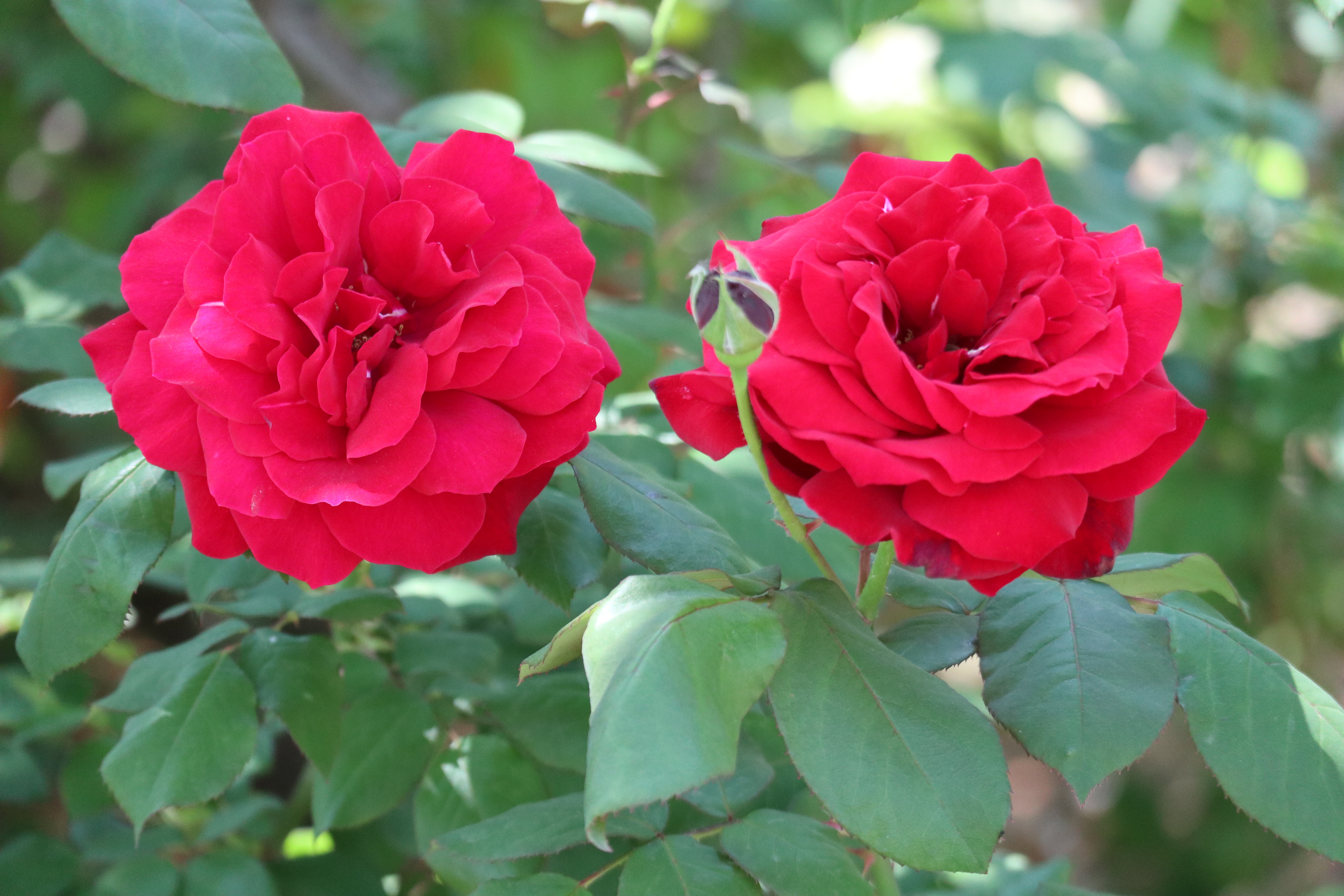 意大利,西班牙,卢森堡,罗马尼亚,伊拉克,叙利亚,摩洛哥等国家的国花