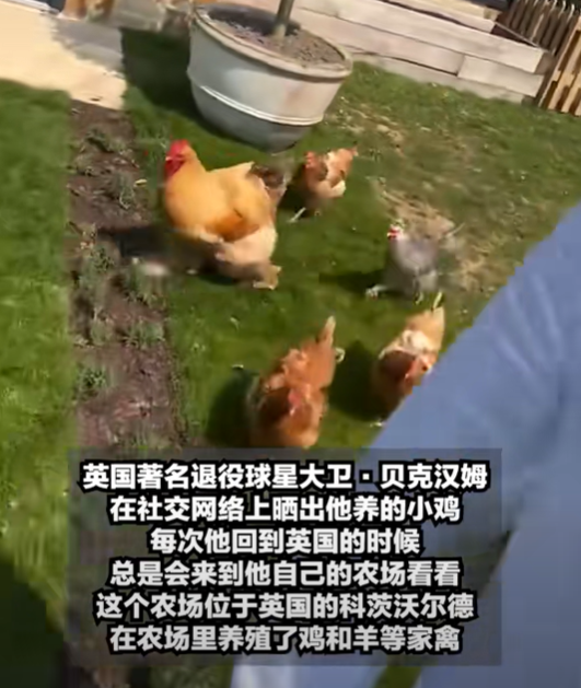 贝克汉姆的鸡图片