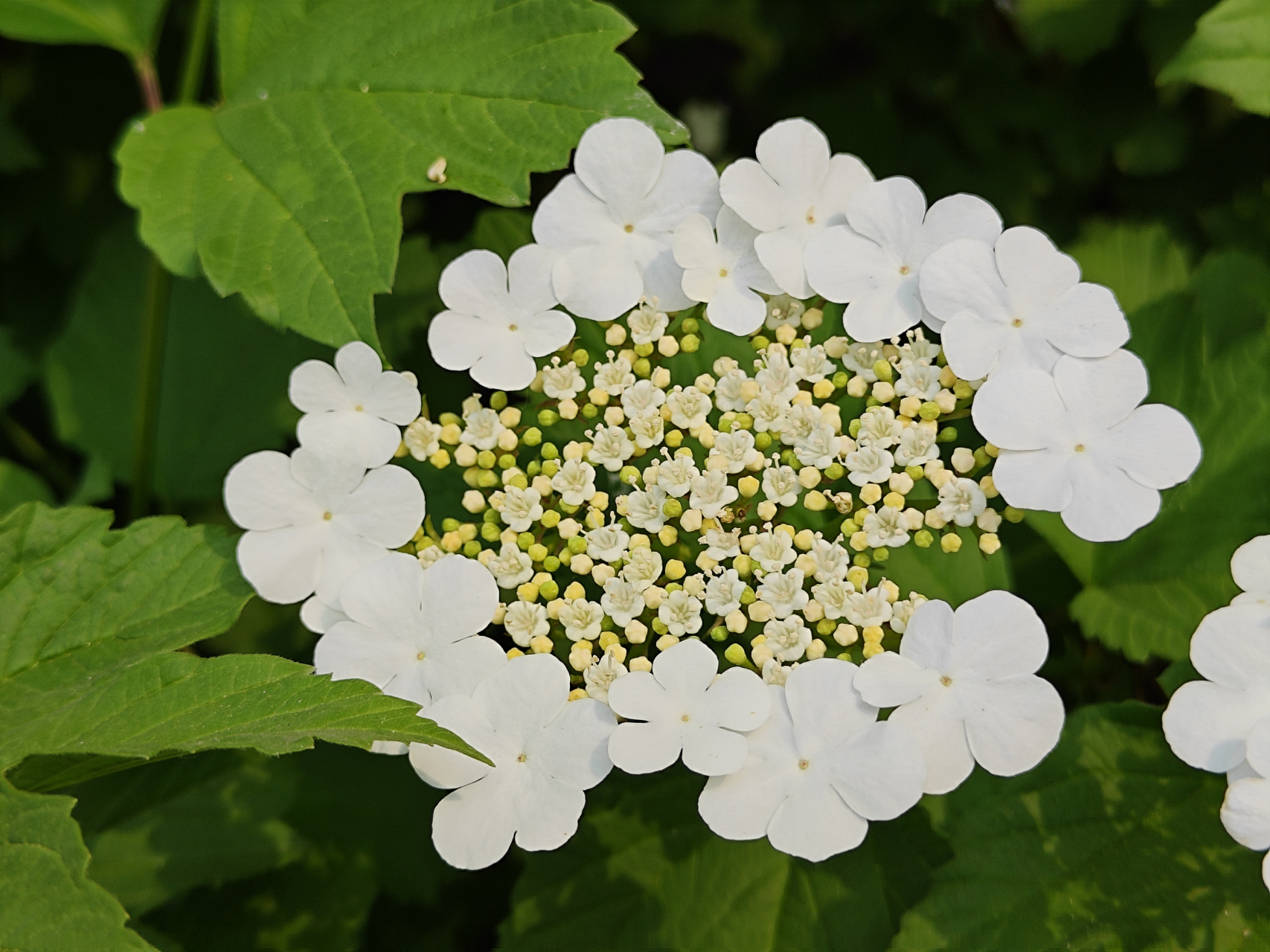 其花序复伞形,不孕花貌美招蜂蝶,可孕花务实生儿育女.