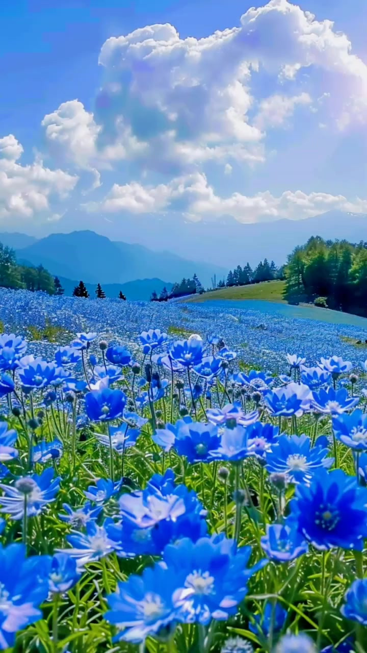 被看满山遍野的蓝色花海真的是一件超级浪漫的事