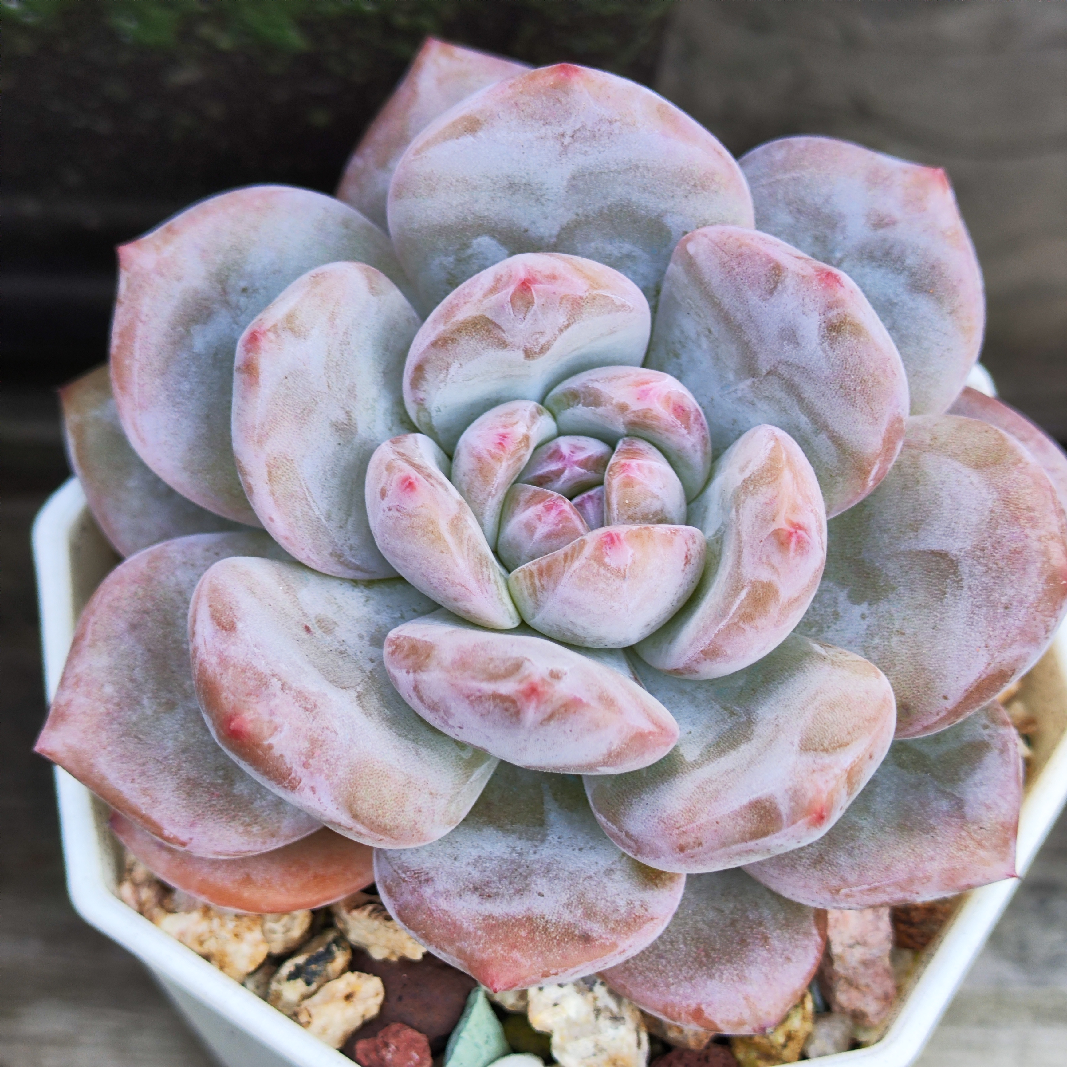 这几天太阳公公上班了#多肉植物# 橙子的状态越来越好了!