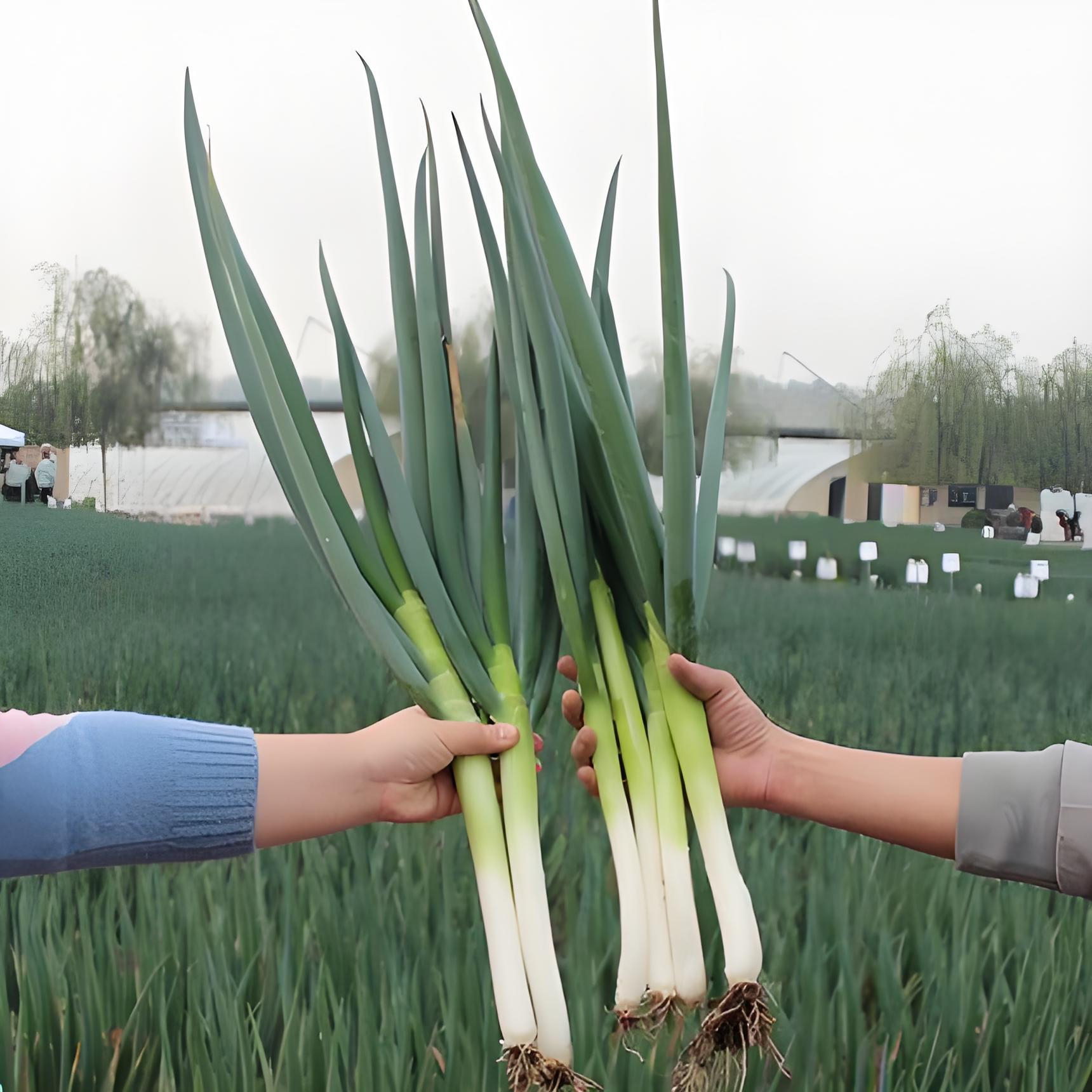 葱秧子春季怎么管理,什么时候栽葱秧子,怎么栽种长得好