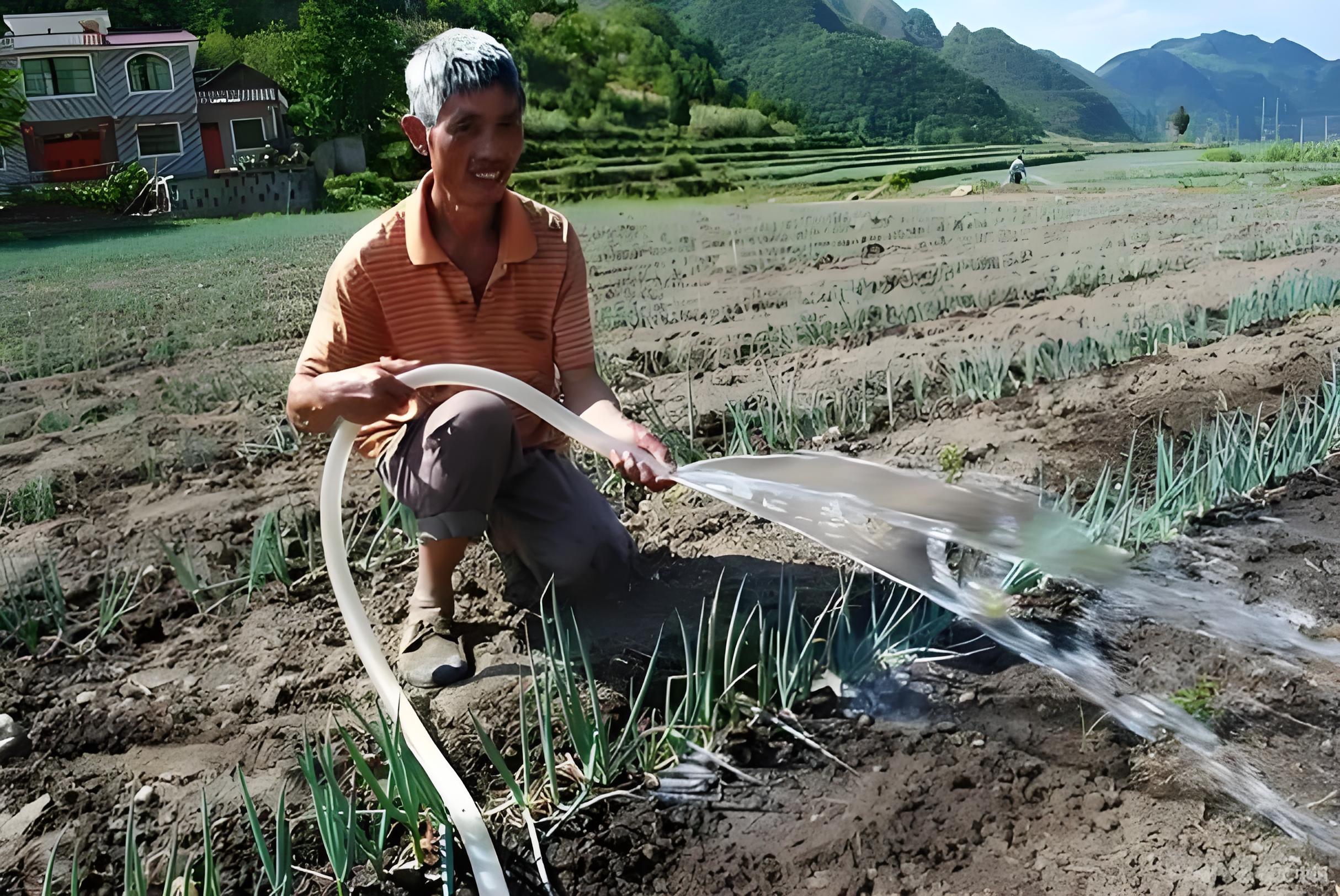 葱秧子春季怎么管理,什么时候栽葱秧子,怎么栽种长得好