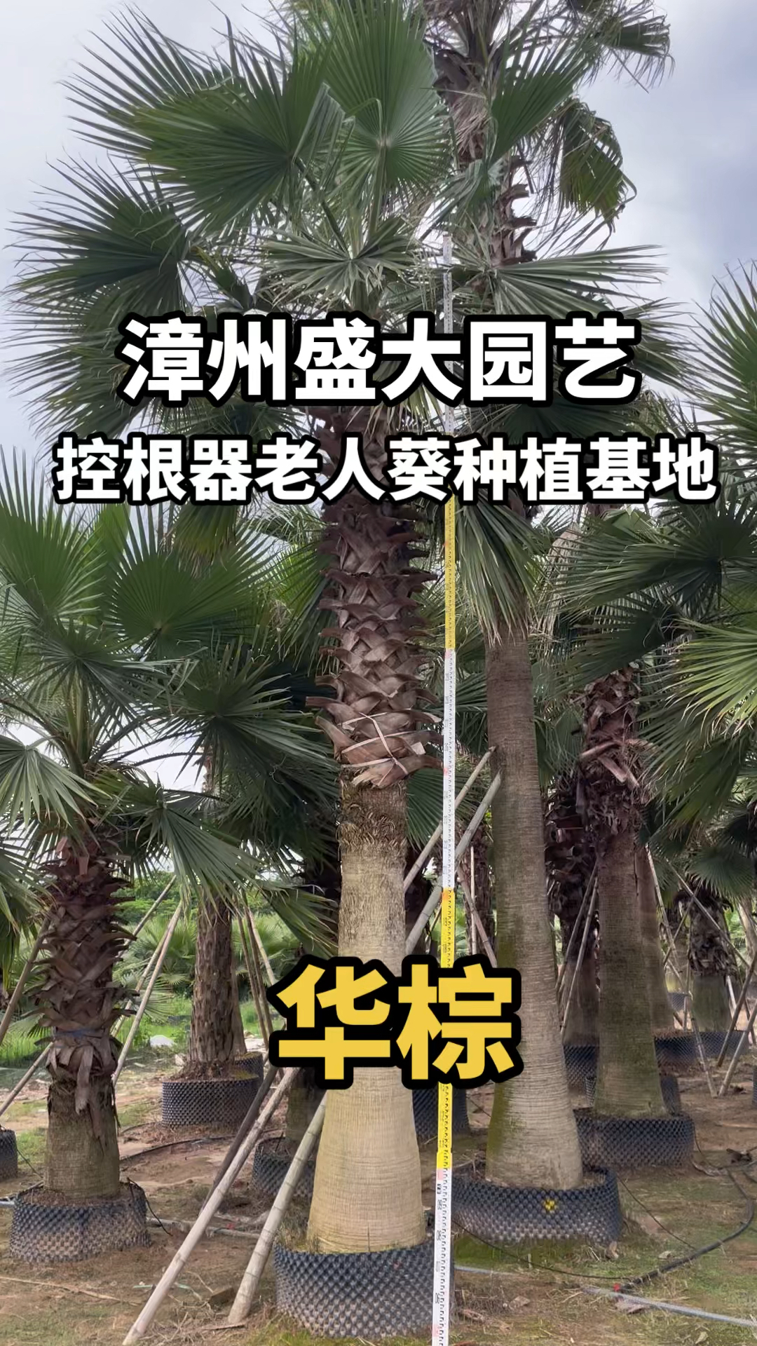 也称华盛顿棕榈,老人葵怎么养护?