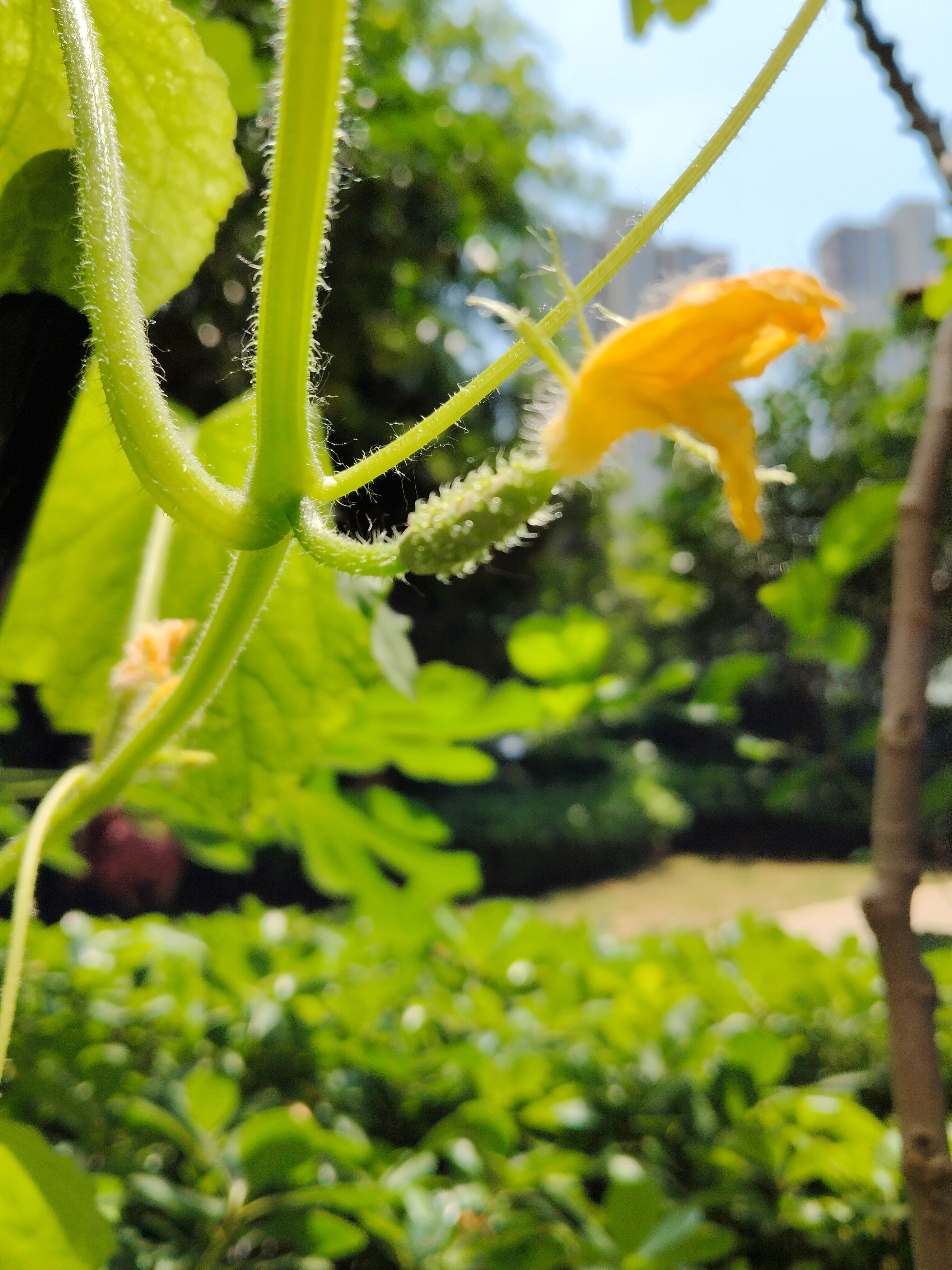 栀子花种子催芽步骤图片