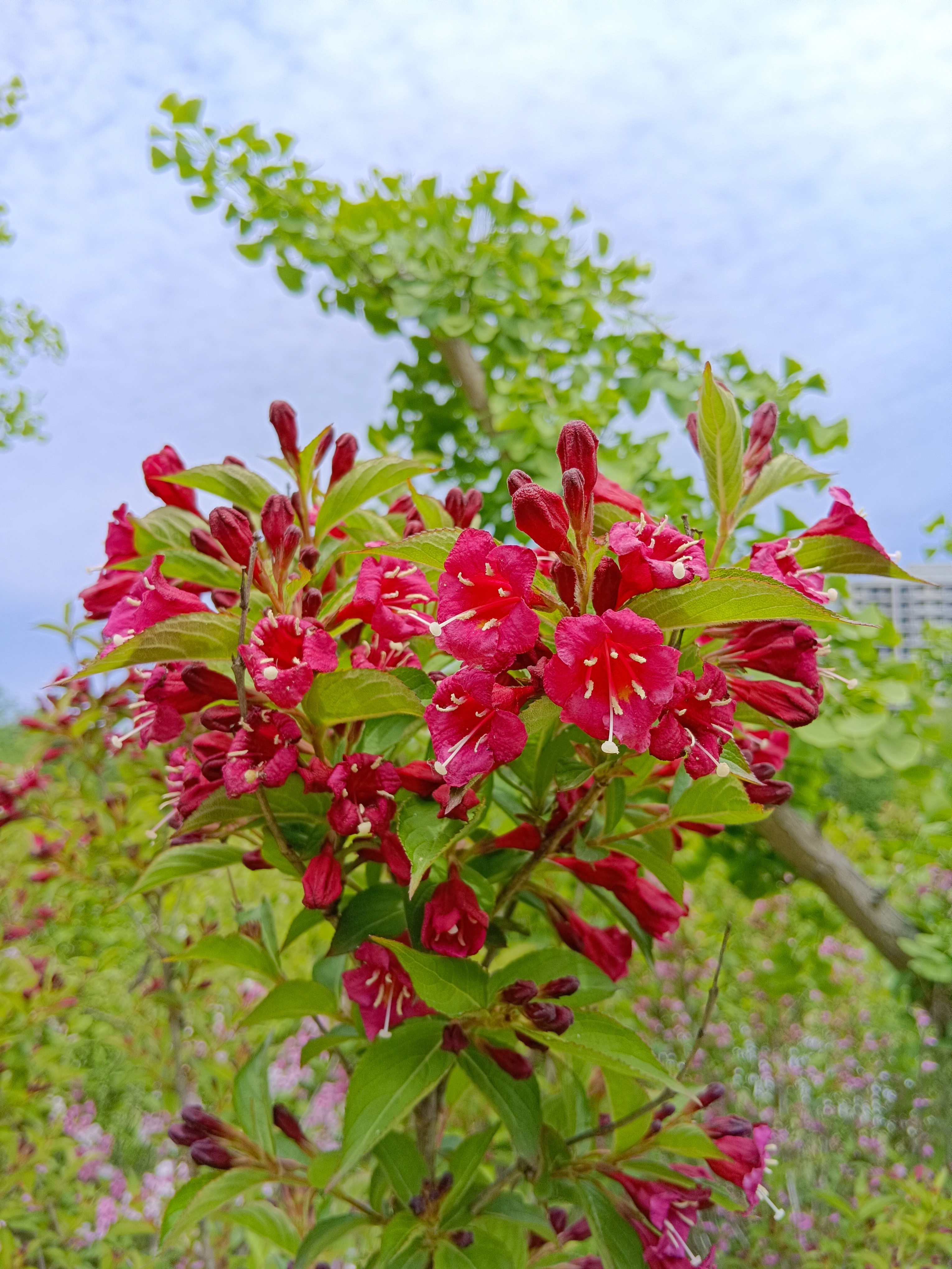 五彩缤纷的锦带花开