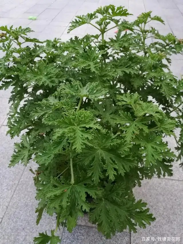 驱蚊草,夏天最畅销的驱虫植物  上次聊天,听一位朋友说要是有一种植物