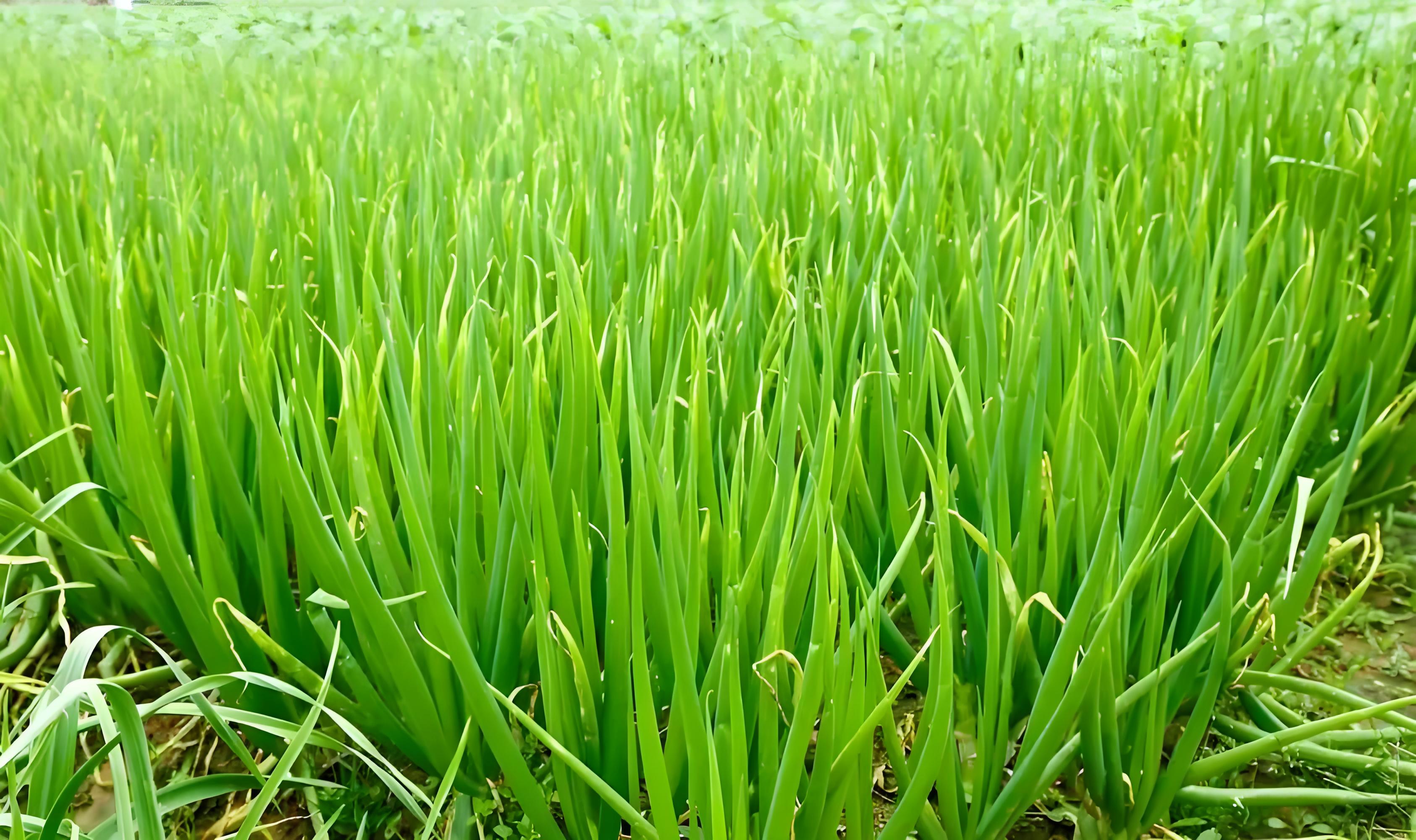 葱秧子春季怎么管理,什么时候栽葱秧子,怎么栽种长得好