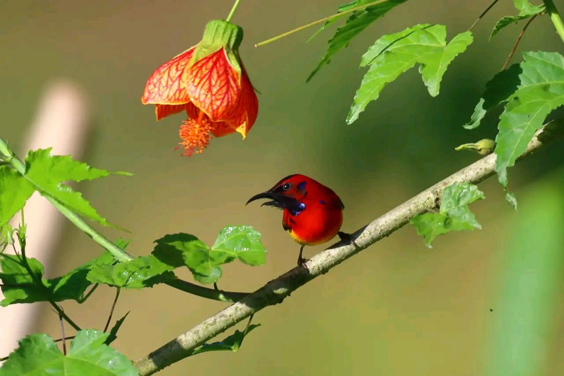 蓝喉太阳鸟(学名:aethopyga gouldiae),别名桐花凤,是雀形目,太阳鸟科