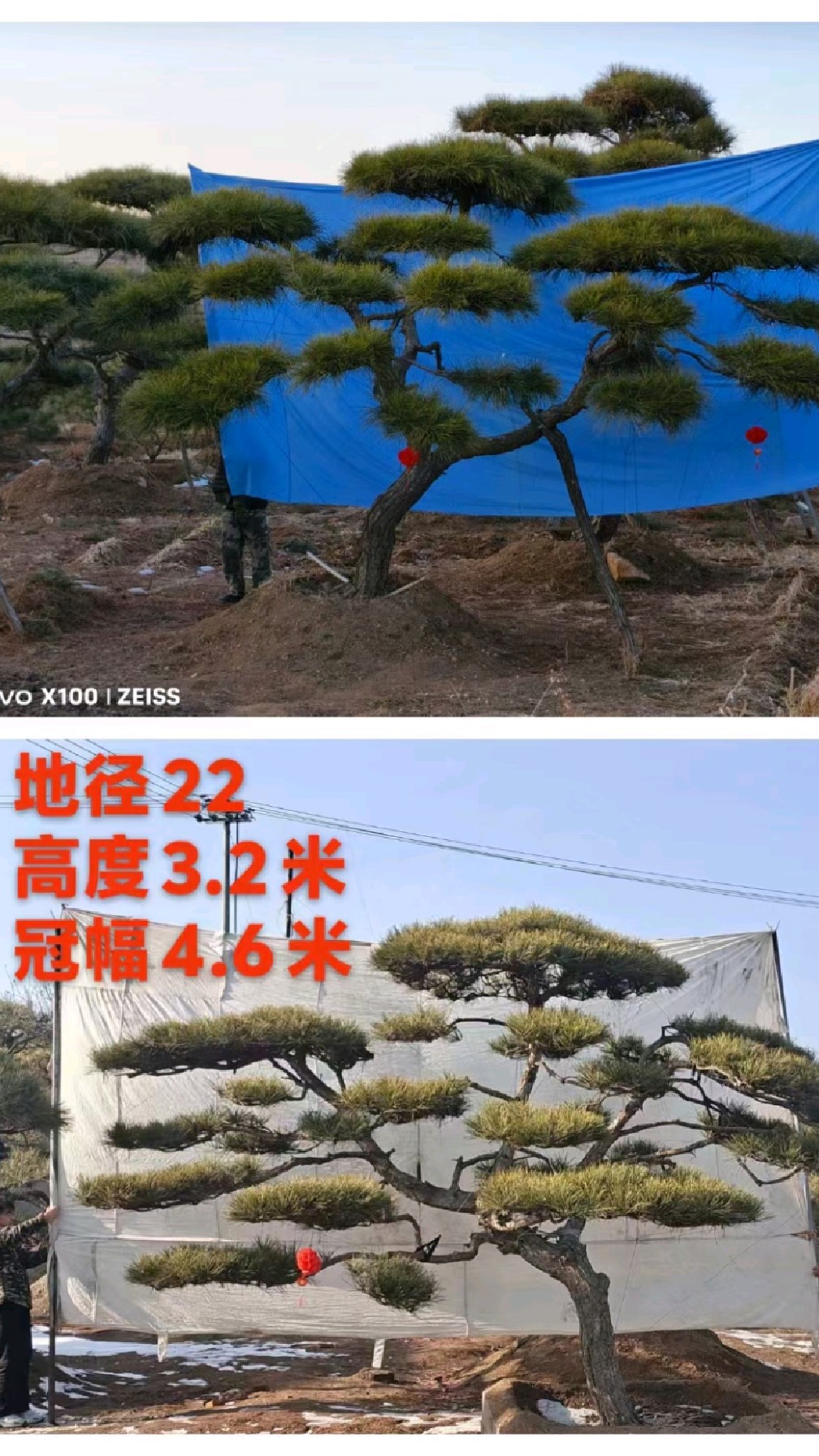 芬芳别墅园林(一流的精品罗汉松,二流的价格,只要喜欢,立马实现