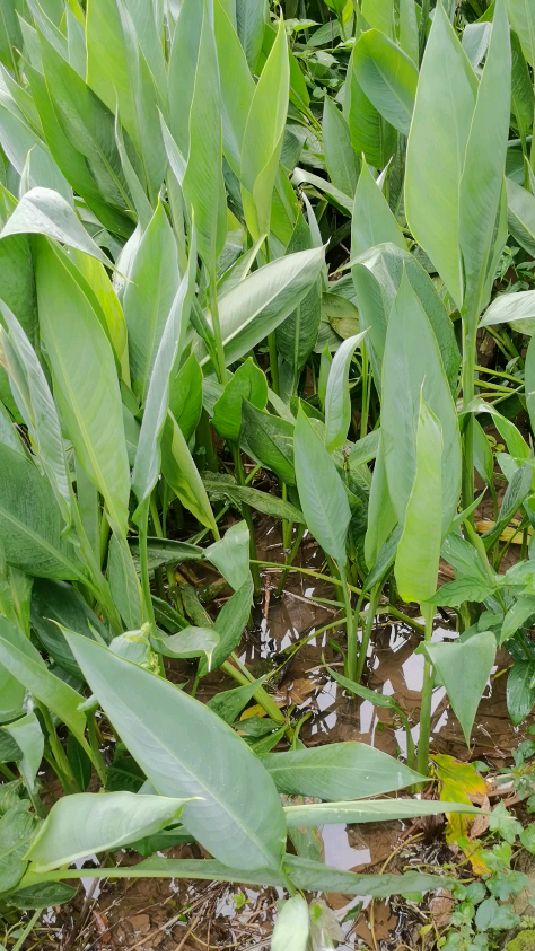 东莞大岭山森林公园沼水蛙