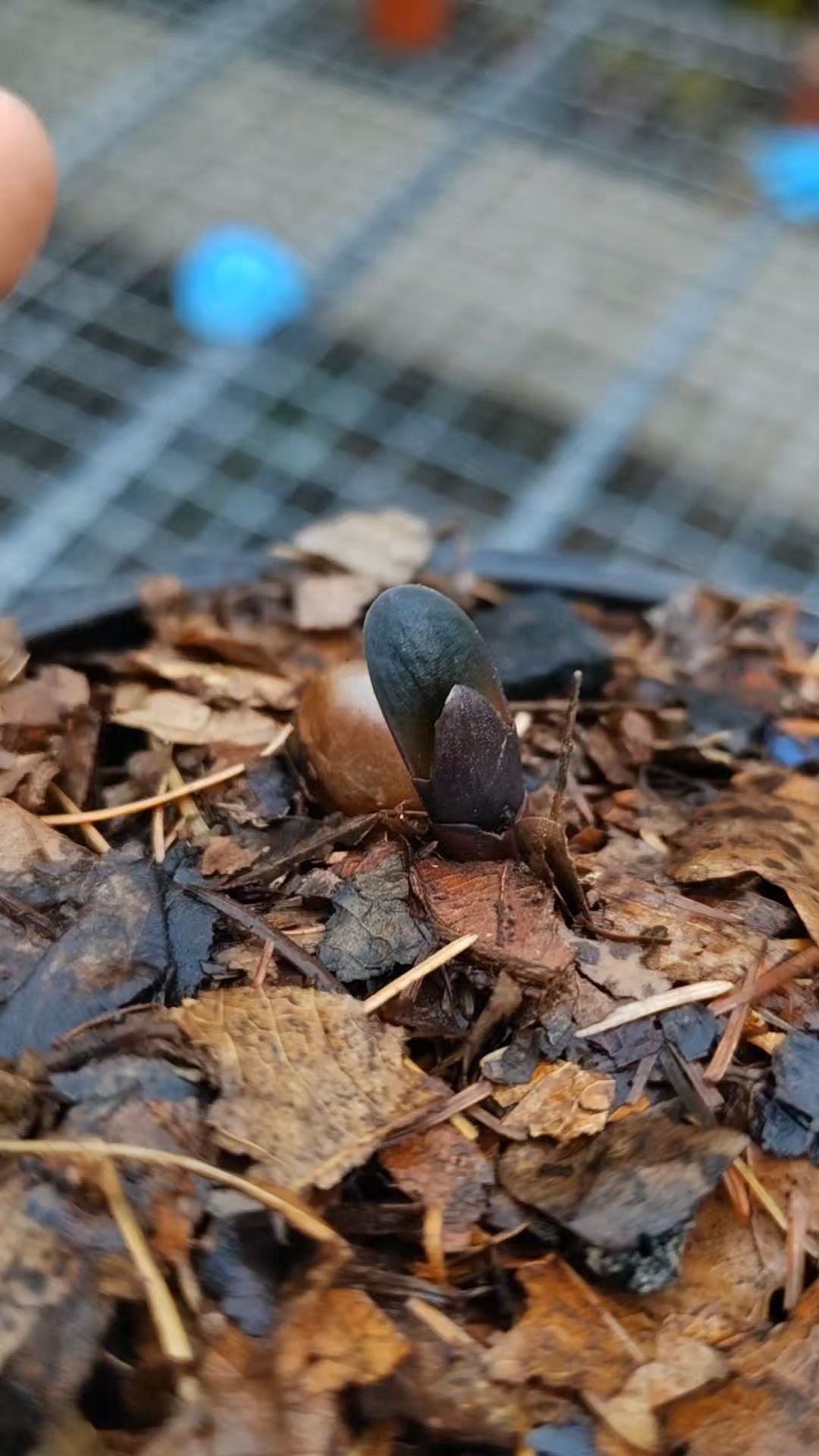 原上种开始崭露头角啦