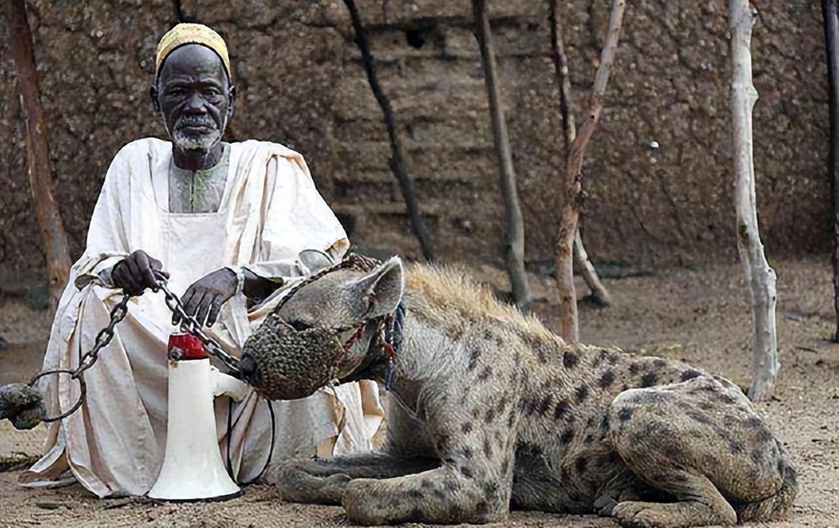 非洲的驯兽师文化和非洲人的表演传统之间,就形成一种文化冲突,传统