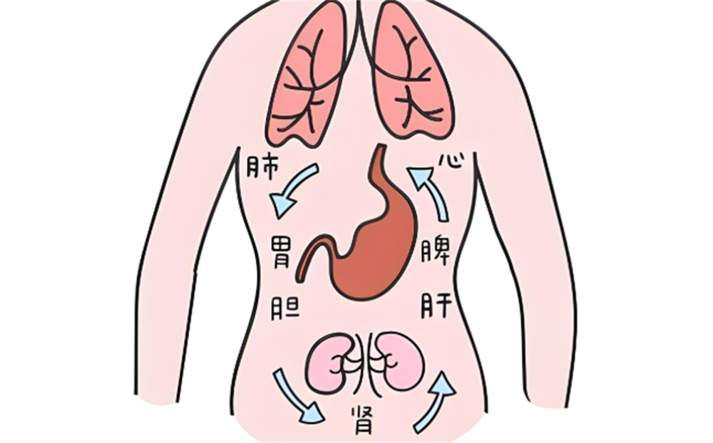 人身图解心肝肺的位置图片