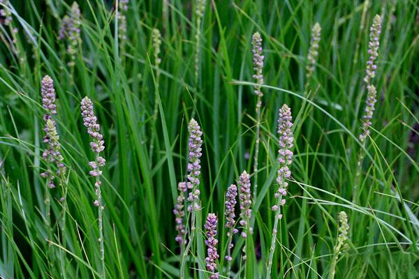 每日认识一味药之知母