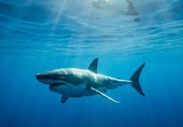 奇迹海难史:中国水手独自漂流133天,靠吃鲨鱼和海鸟穿越大西洋