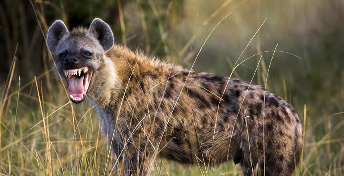 作为非洲二哥的鬣狗,为何不怕狮子怕非洲人?非洲人怎么对它的?
