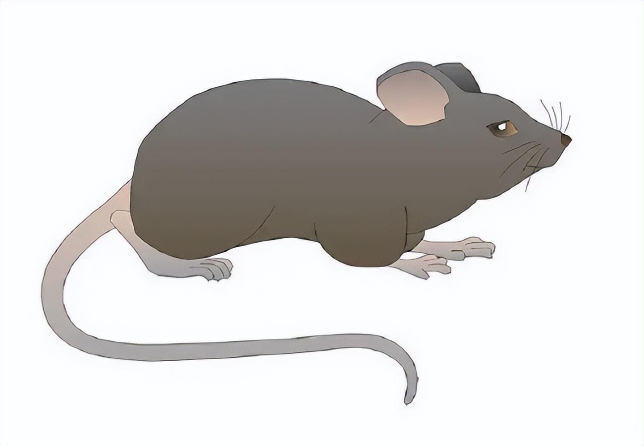 96年四川出生29天的女婴被老鼠咬掉鼻子,21年后与网恋帅小伙闪婚