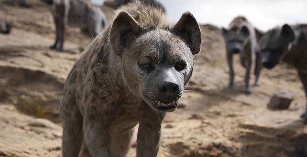 作为非洲二哥的鬣狗,为何不怕狮子怕非洲人?非洲人怎么对它的?