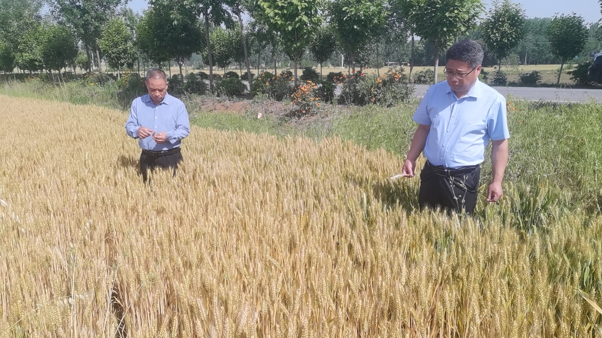 社旗县下洼镇:织密"安全网" 喜开第一镰