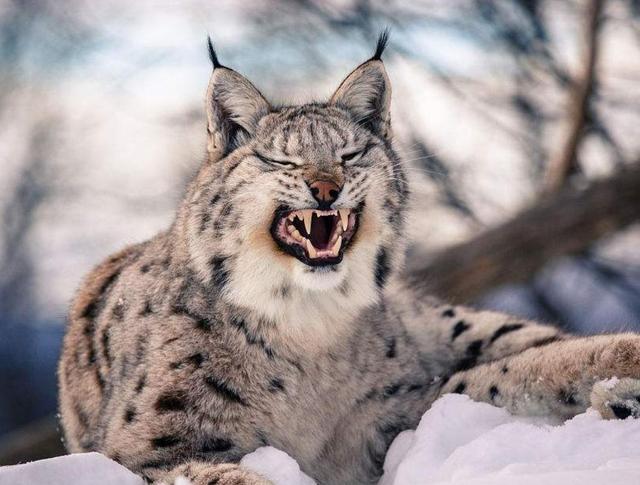 回顾:猞猁在森林里到底有多"恐怖"?狼见了都要"叫大哥"