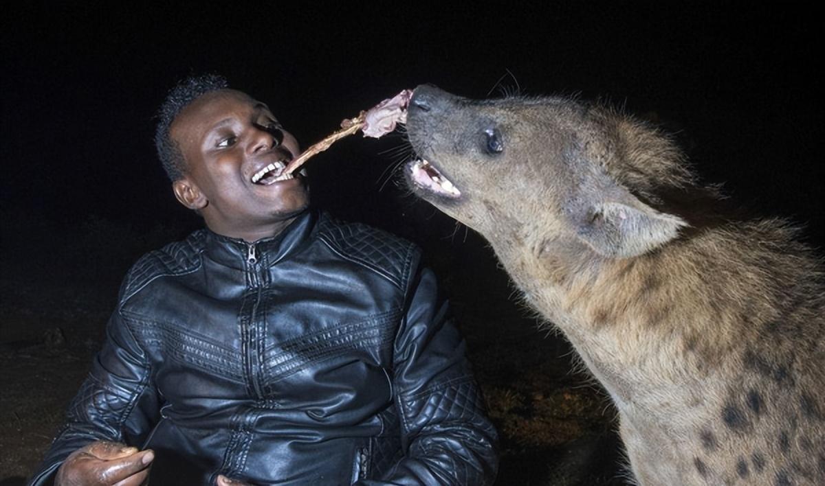 在非洲大草原上,有一种野生动物,它的外貌酷似狼,身材却更加矮小,外形