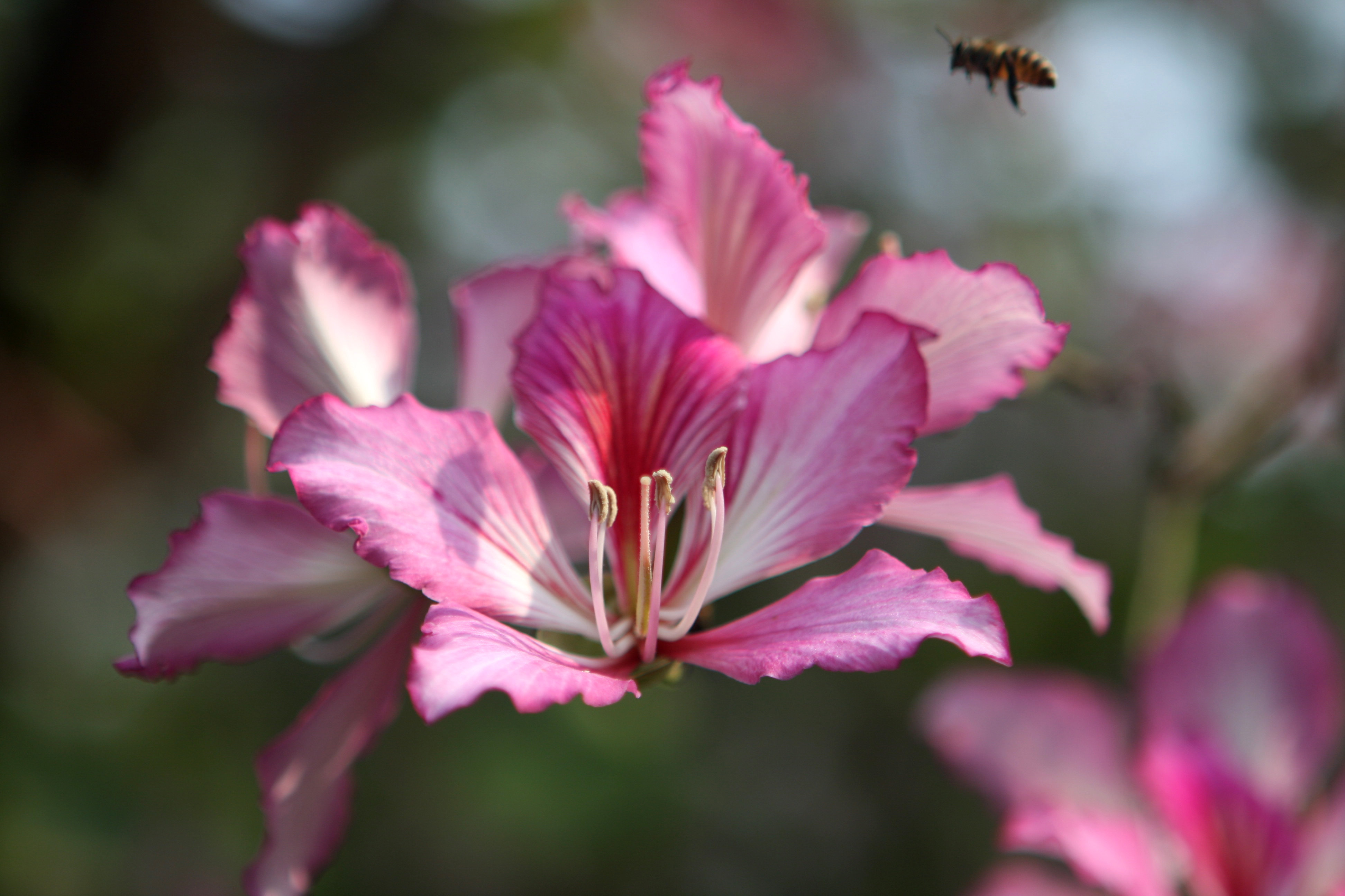 紫荆花与羊蹄甲的异与同