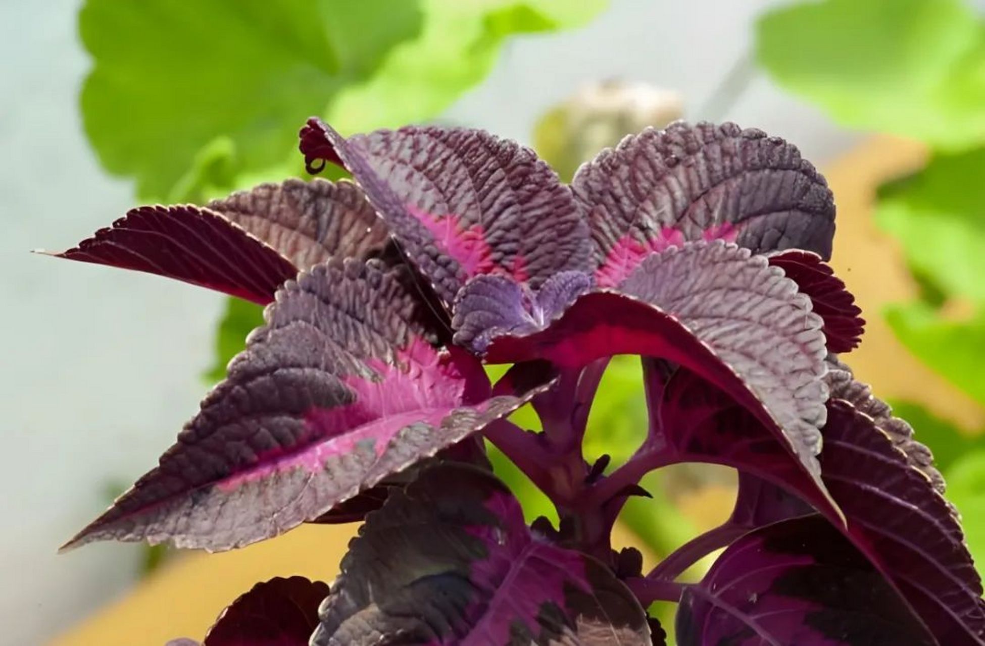 一把紫苏叶,趁着夏天养卵巢,让卵巢早衰不敢再嚣张!