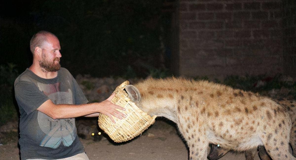 在非洲大草原上,有一种野生动物,它的外貌酷似狼,身材却更加矮小,外形