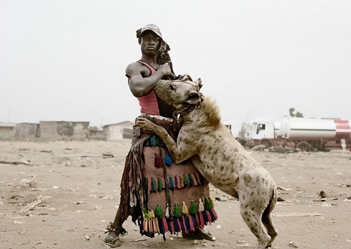 在非洲大草原上,有一种野生动物,它的外貌酷似狼,身材却更加矮小,外形